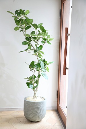 【L/163cm】【渋谷区周辺エリア/配送料無料】フィカス ベンガレンシス/Ficus benghalensis ※陶器鉢カバー別
