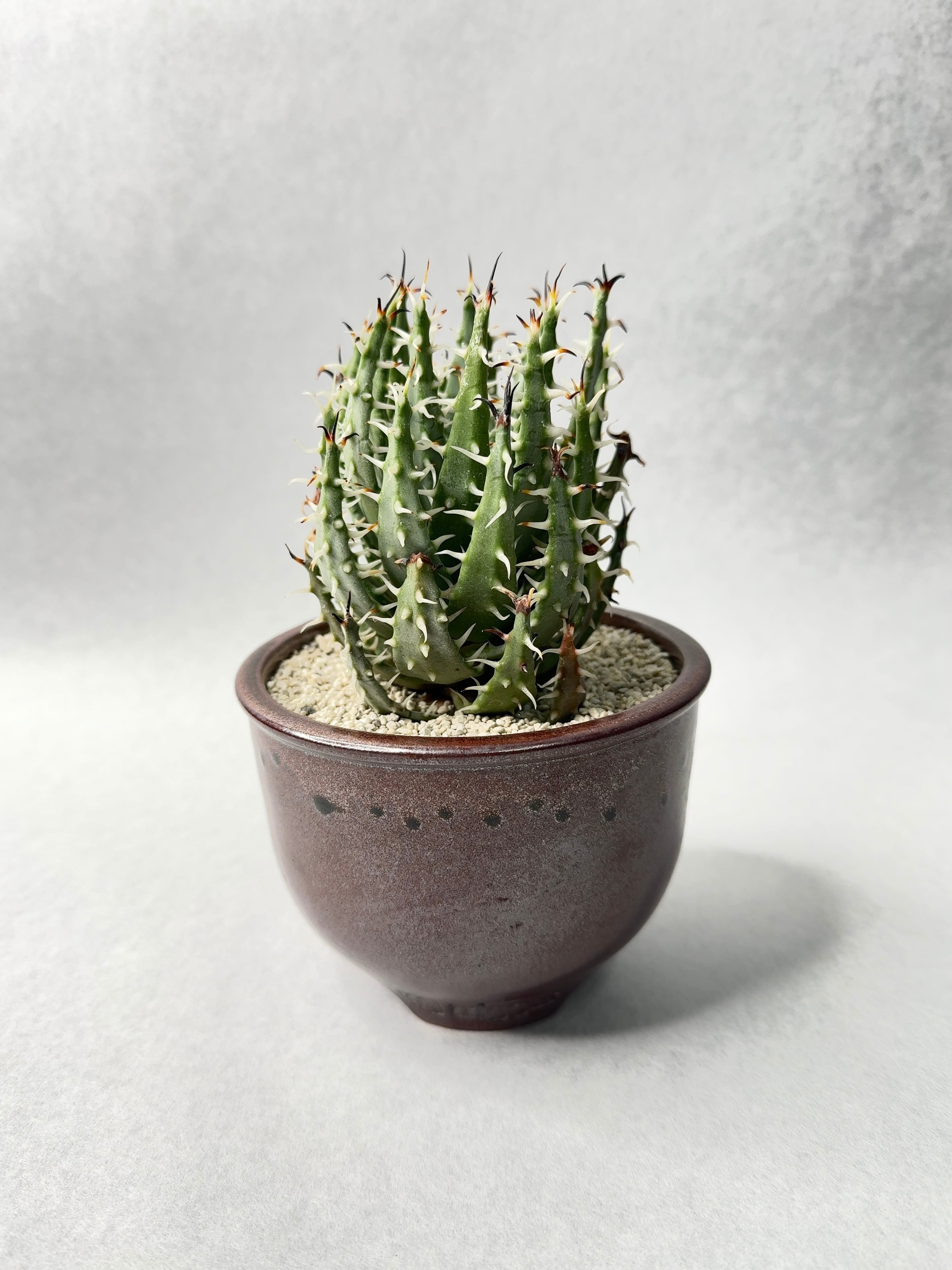 アロエ・エリナケア | trigger