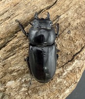 【WD】《ミンダナオヒラタ マラグサン産 85mm ペア》