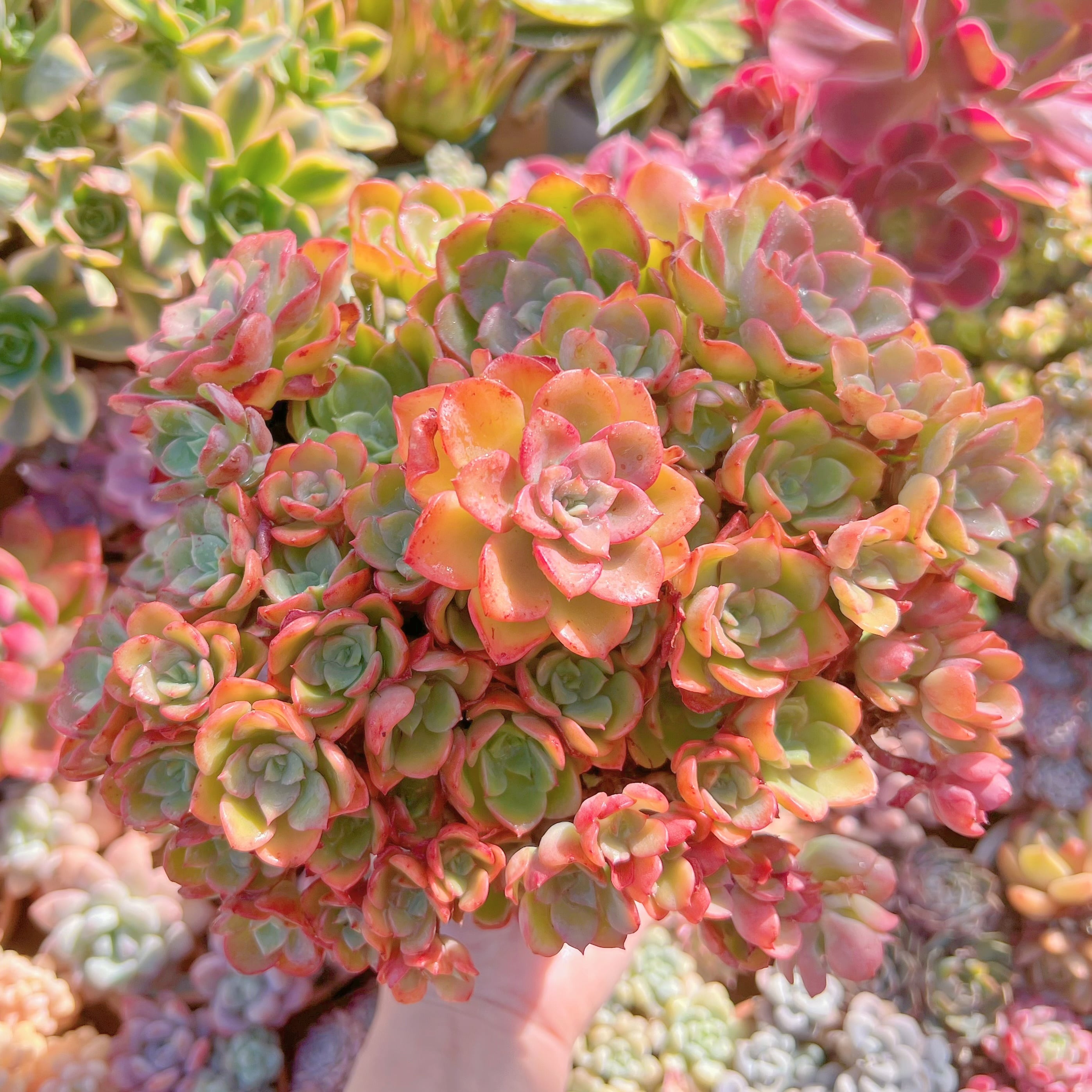 現品　ノーブル#067　特特大群生　約28cm　新入荷