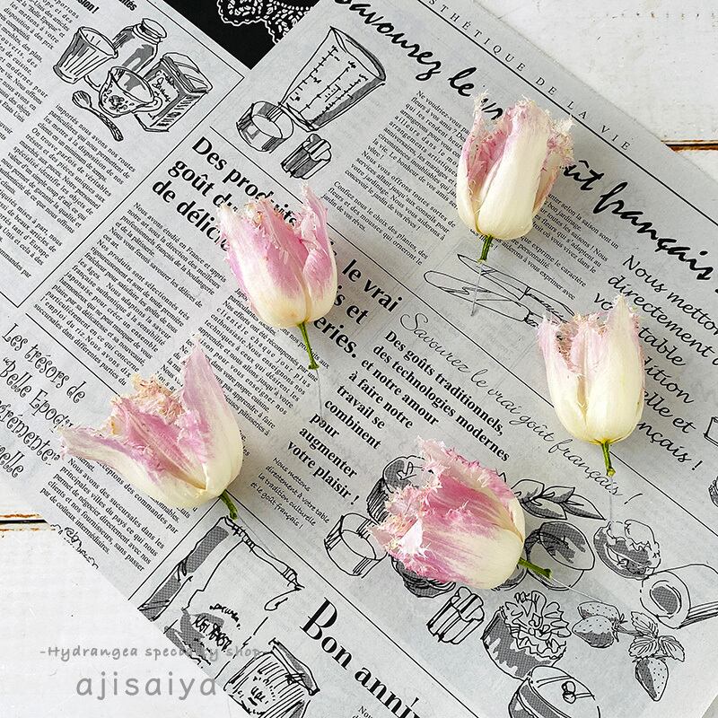 新製法 生花のような チューリップ ヘッド フリンジ ピンクグラデーション ドライフラワー ビバーチェ 1輪 自然素材こわけ専門店 あじさいや 新製法 生花のような チューリップ ヘッド フリンジ ピンクグラデーション ドライフラワー ビバーチェ 1輪 自然素材こわけ専門店 あじさいや