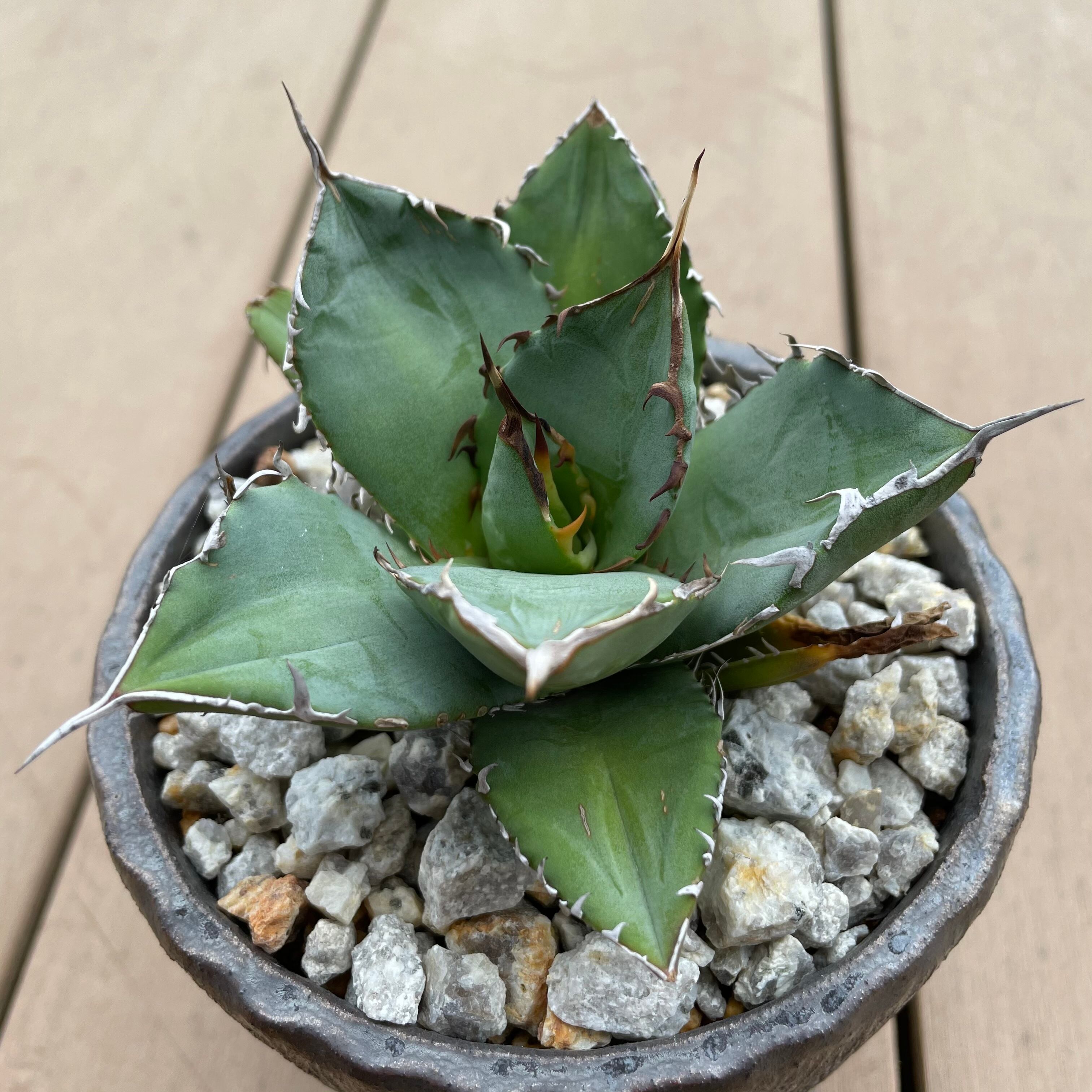 Agave titanota No.1 × 信楽焼鉢 / 4号 アガベ チタノタ ナンバーワン ...