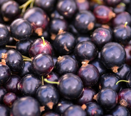 New EC限定　到着日　1月9日(金)　＊季節限定＊　仏産カシス　ショコラブランバニーユマダガスカル　抽選申込 画像