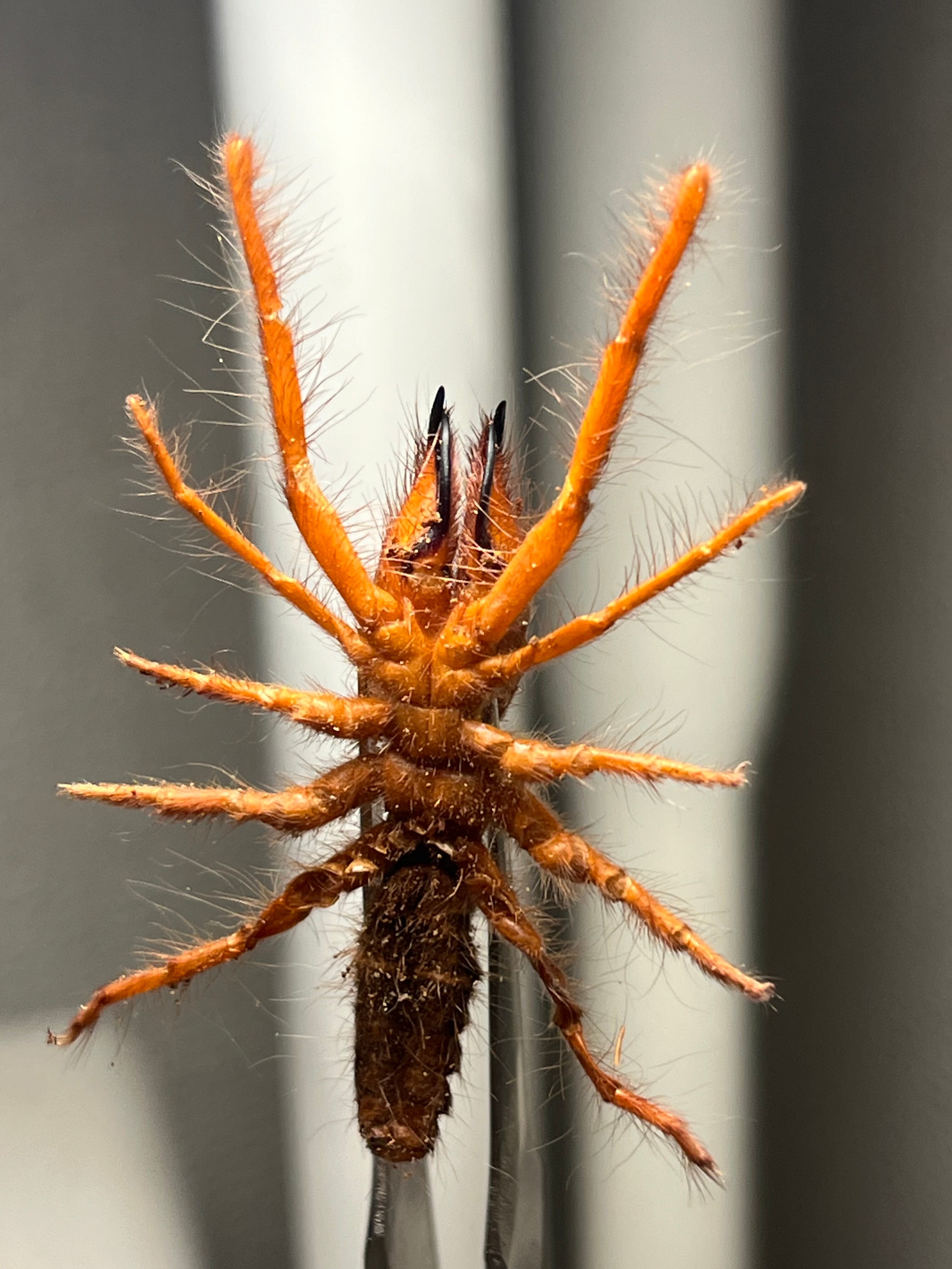 【特大極美】ブラッドレッドヒヨケムシ Dinorhax 奇蟲標本 標本 ブラッドレッドヒヨケムシ Dinorhax rostrumpsittaci 奇蟲標本 標本