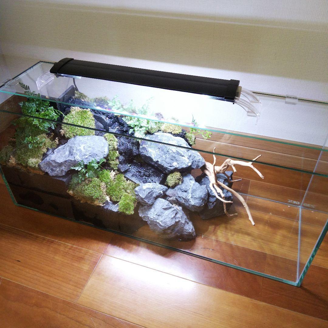 苔之介