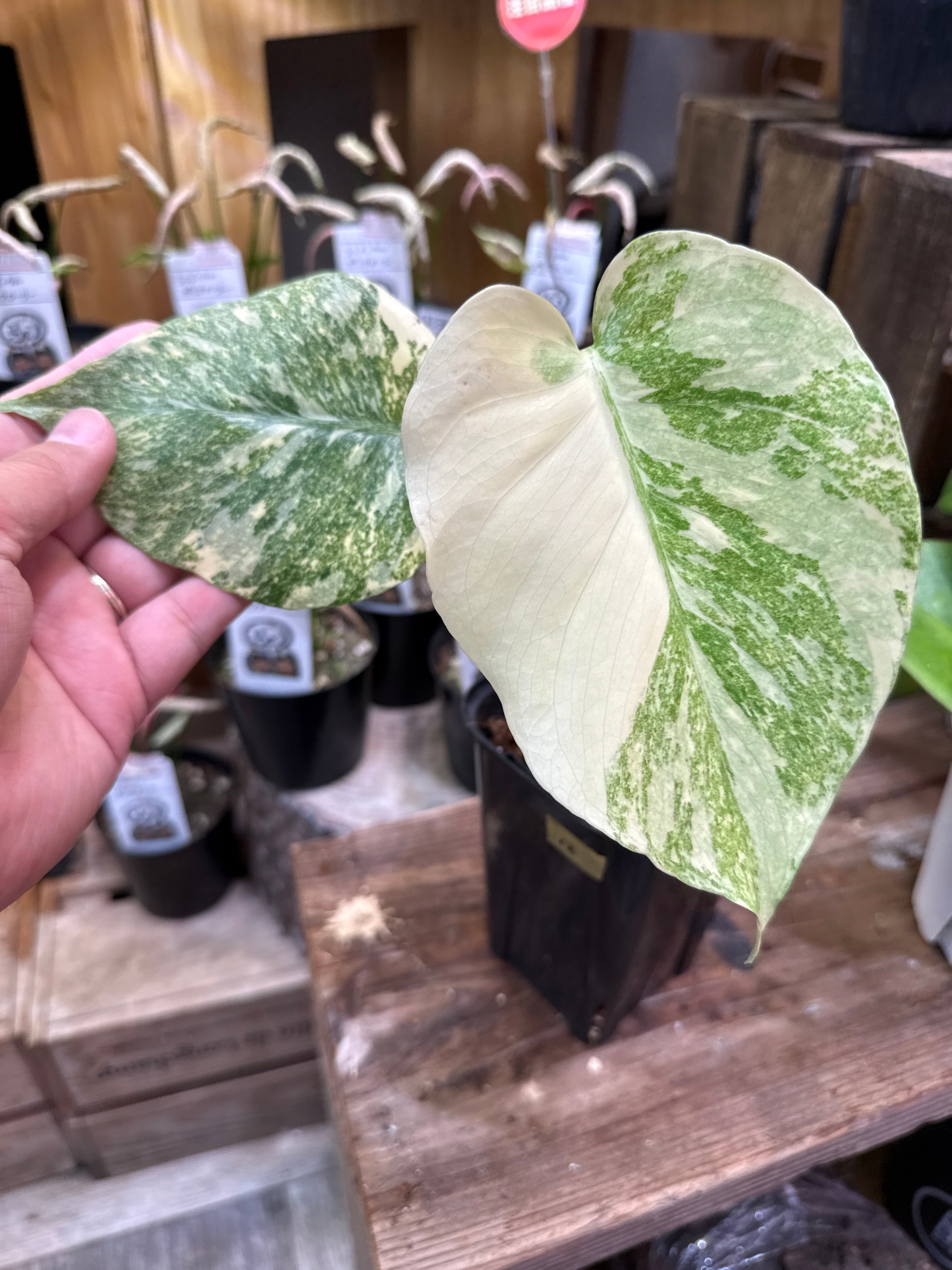 12. モンステラ デリシオサ グリーンスノー / Monstera D. 'green snow