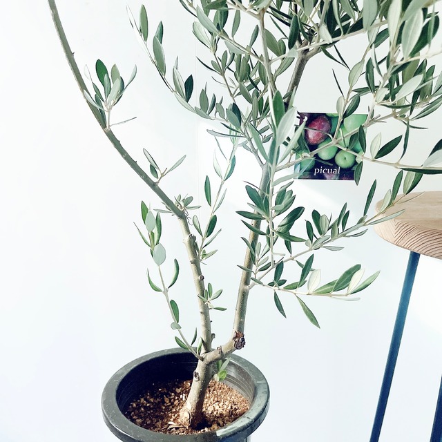 【一点もの】創樹 SOUJU オリーブ ピクアル 観葉植物 calm cafe