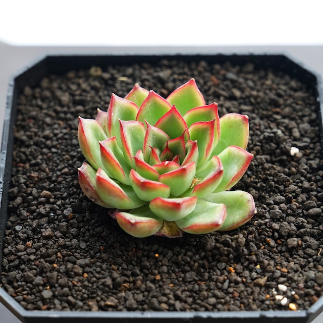 カット苗 ファイアーフライ Echeveria 'Firefly'