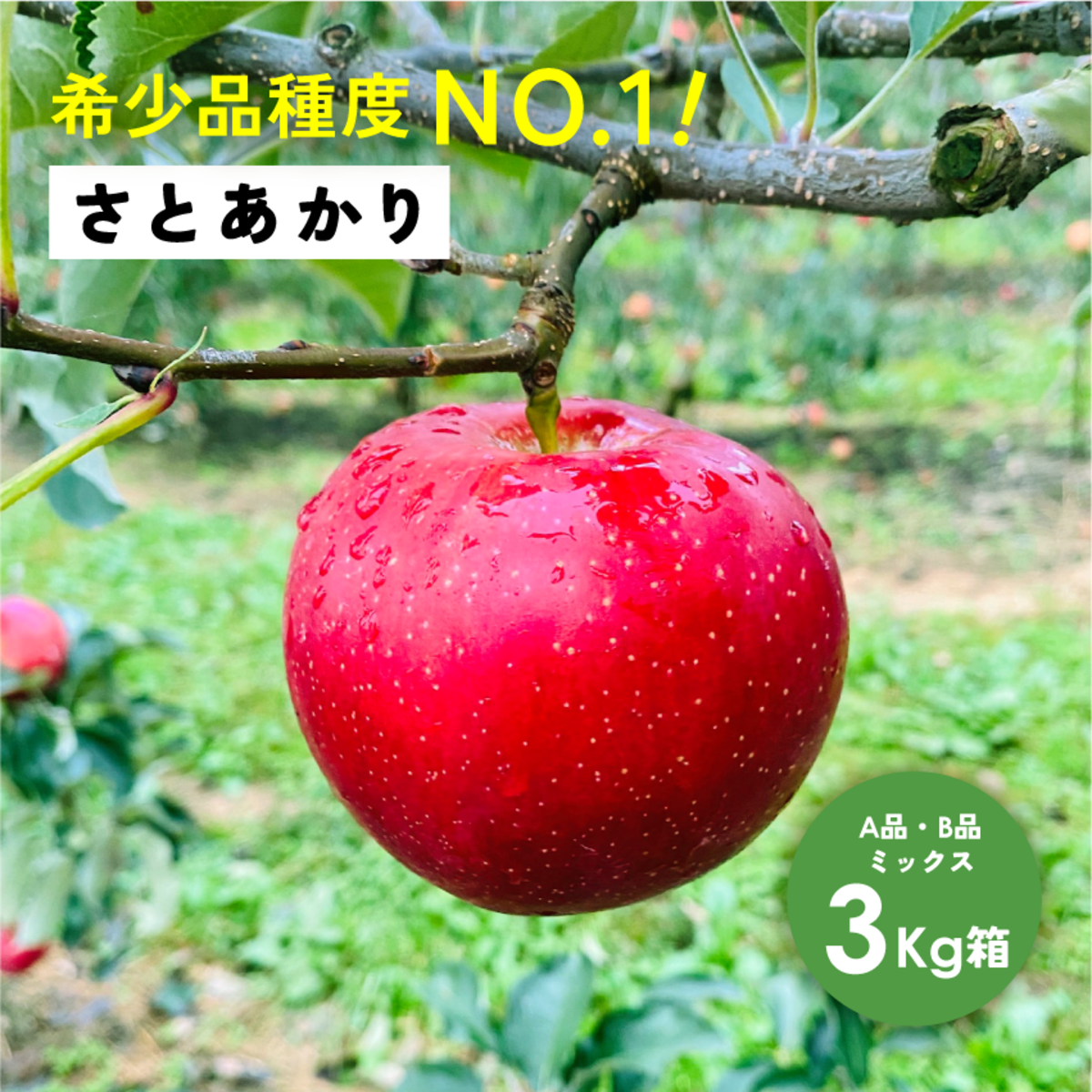 【赤りんご様】専用・赤360ｇ×2袋≪リクエスト特割特価≫ 1c0b852c1c4f2b3830005c23ac8e88