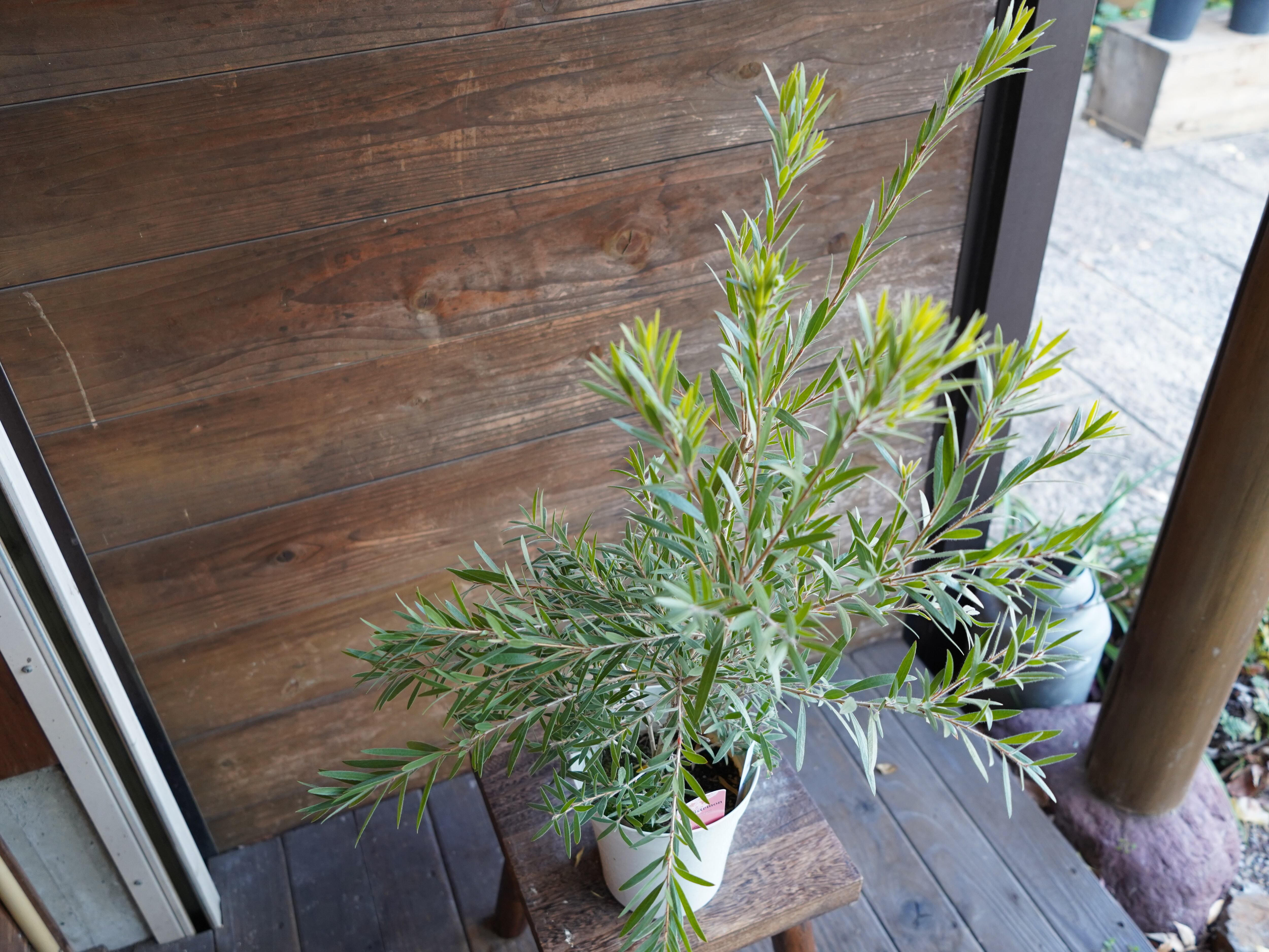 【現物】カリステモン　”ドーソンリバー”