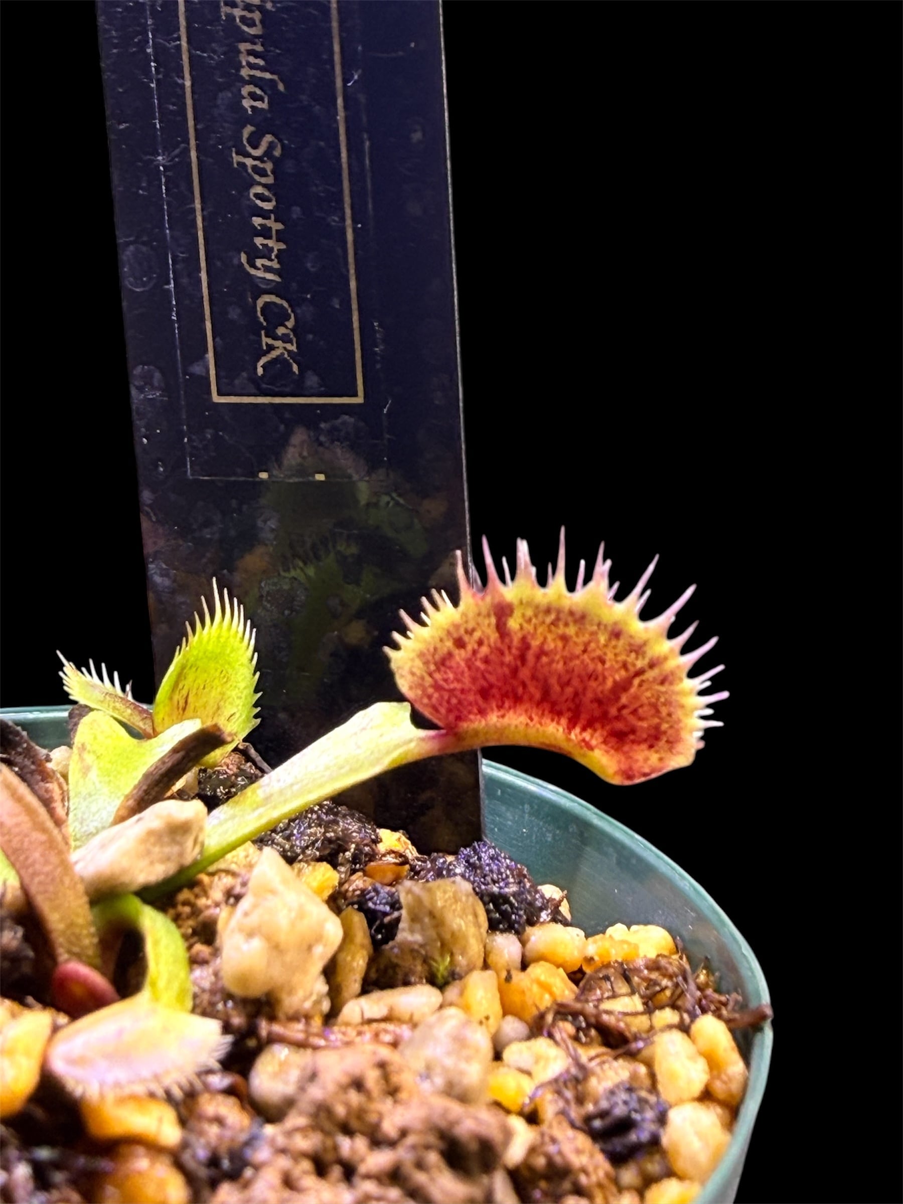 Cephalotus folicularis seedling of Hummer's Giant 06 BCP | Dmix Plants