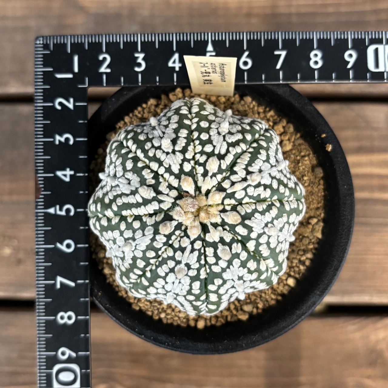 サボテン アストロフィツム スーパー兜【1098】