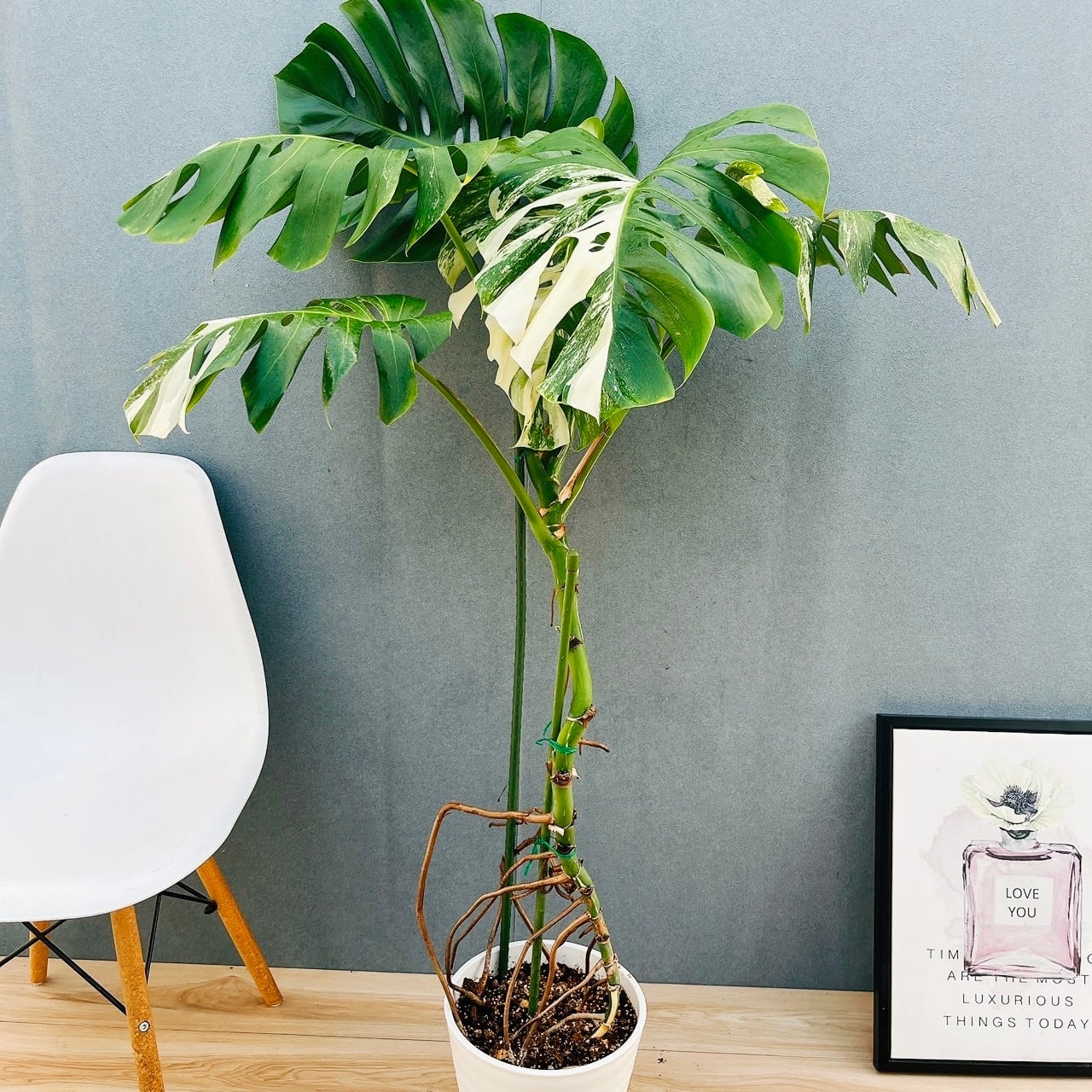 現品］A フィカス ウンベラータ 8号 観葉植物 室内 大型 ゴムの木 人気