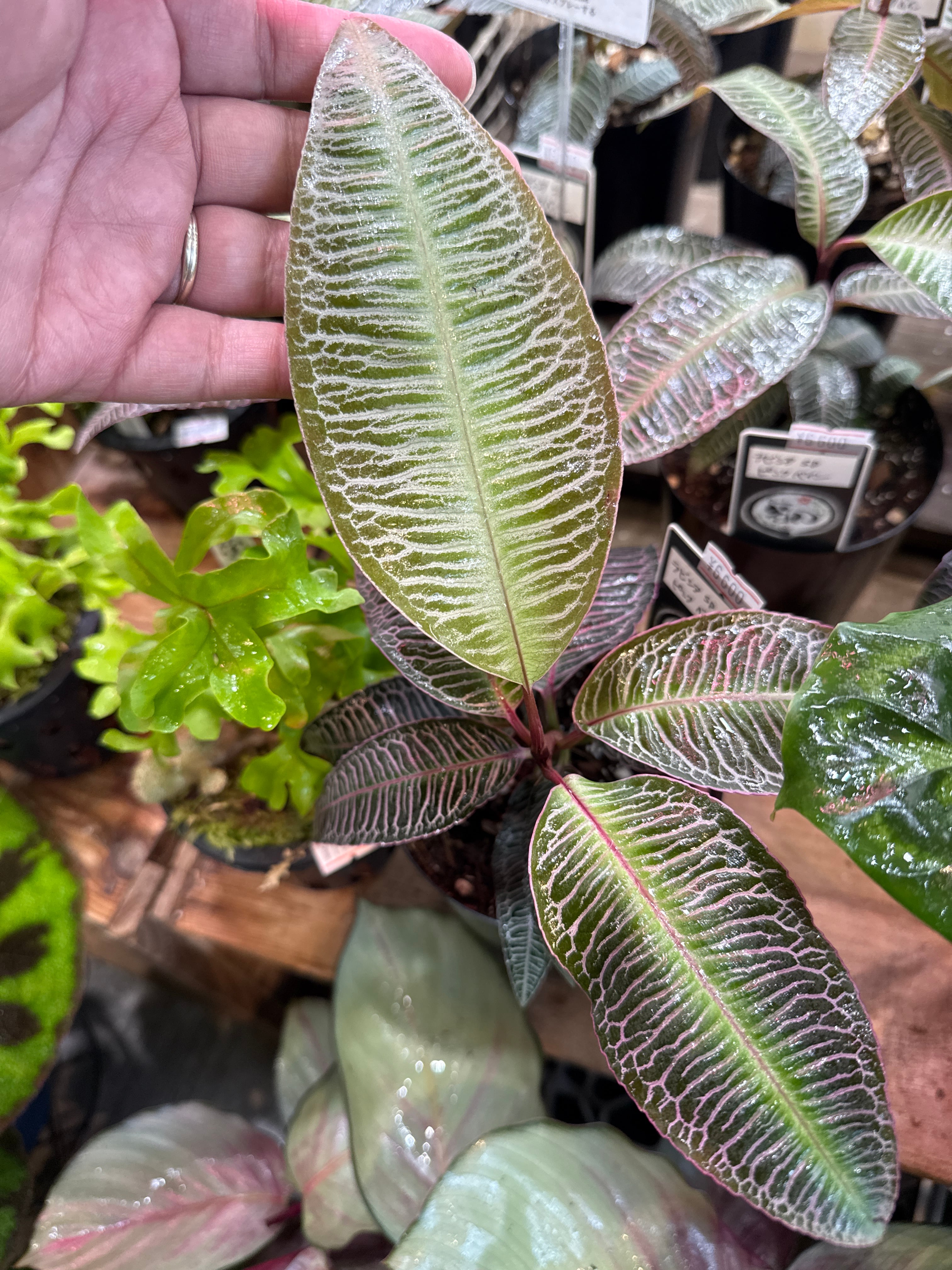 ラビシア sp.'タートルバック' | Gardenえん 【観葉熱帯植物】
