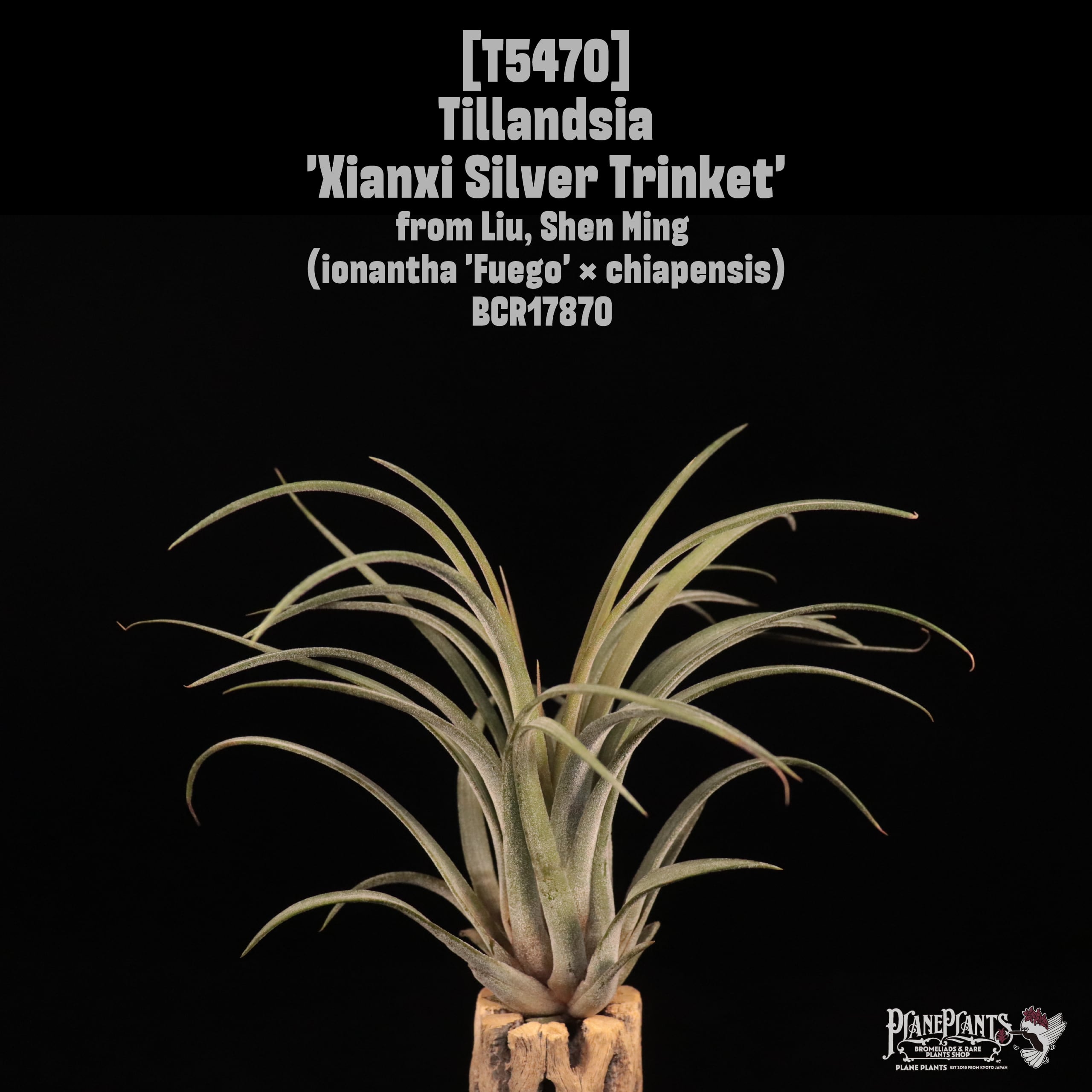 送料無料】Tillandsia II by Paul T. Isley III 〔Picture book