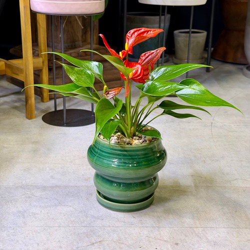 アンスリウム・あかね