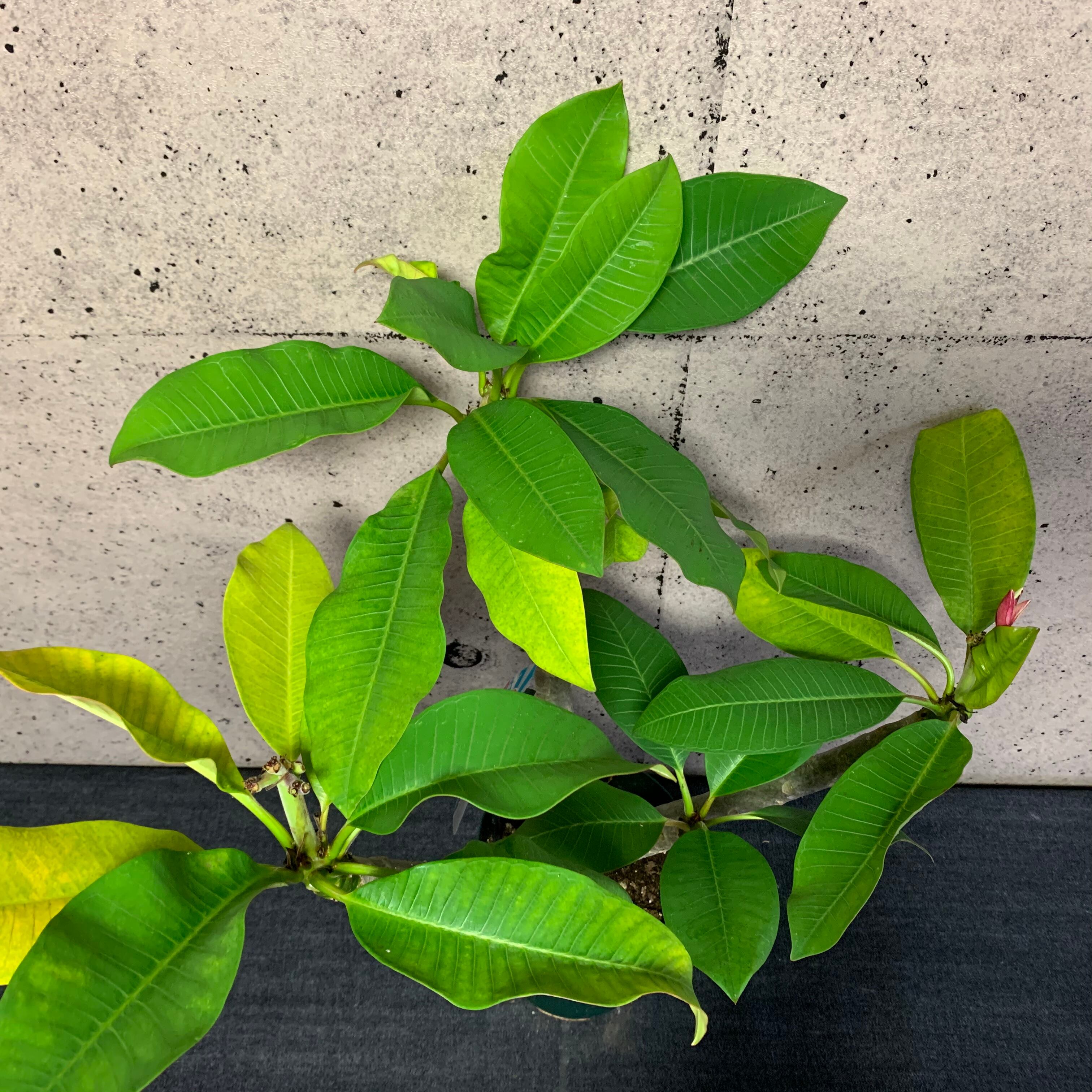 値下げしました プルメリア ピンクジャック 4又です Planet Plants プラネットプランツ 値下げしました プルメリア ピンクジャック 4又です Planet Plants プラネットプランツ