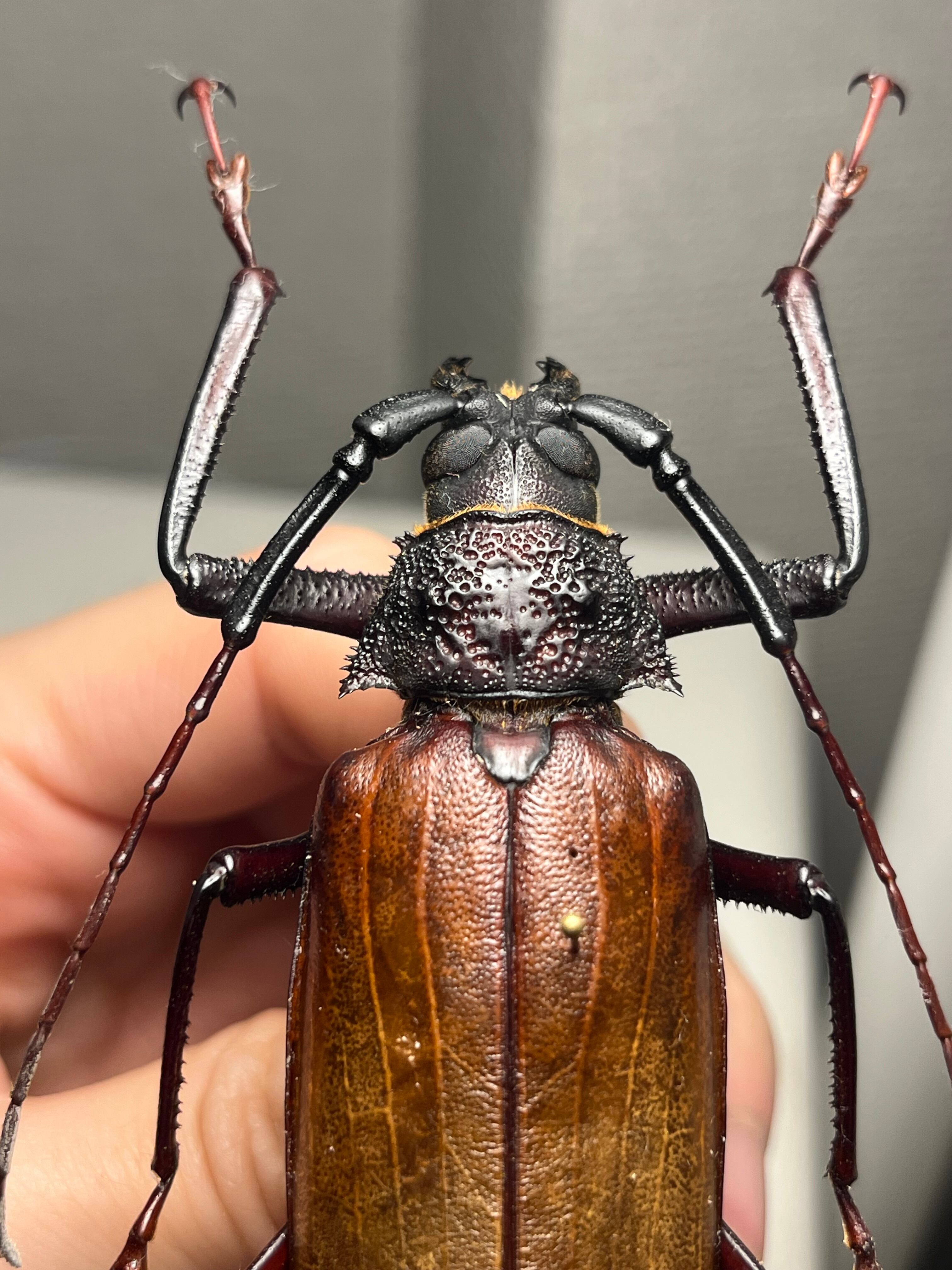 84mm】コゲチャトゲフチオオウスバカミキリ 昆虫標本 ハナムグリ