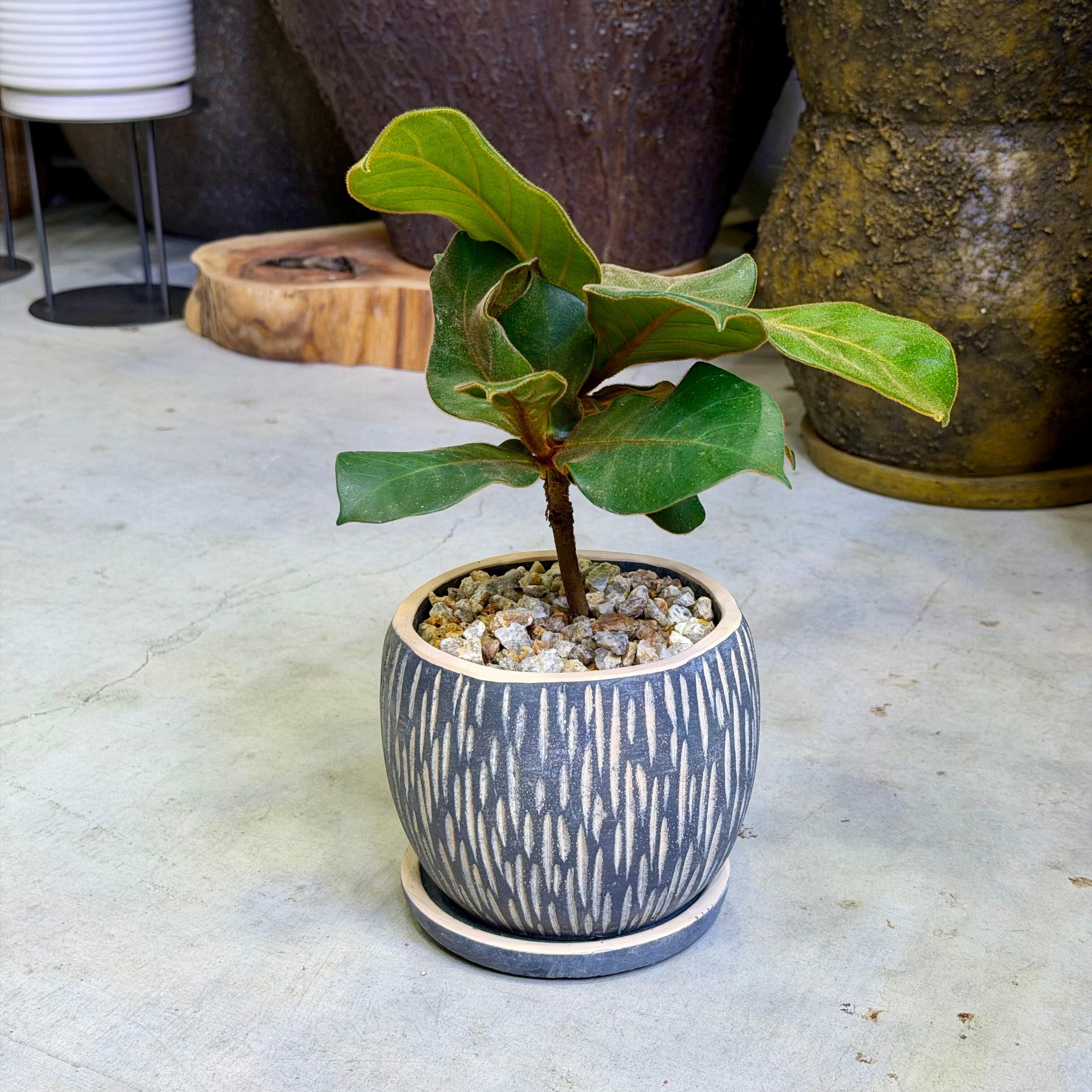 フィカス・ソフィア | barrelplants_BONSAI