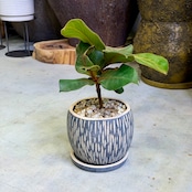 フィカス・ベルベット