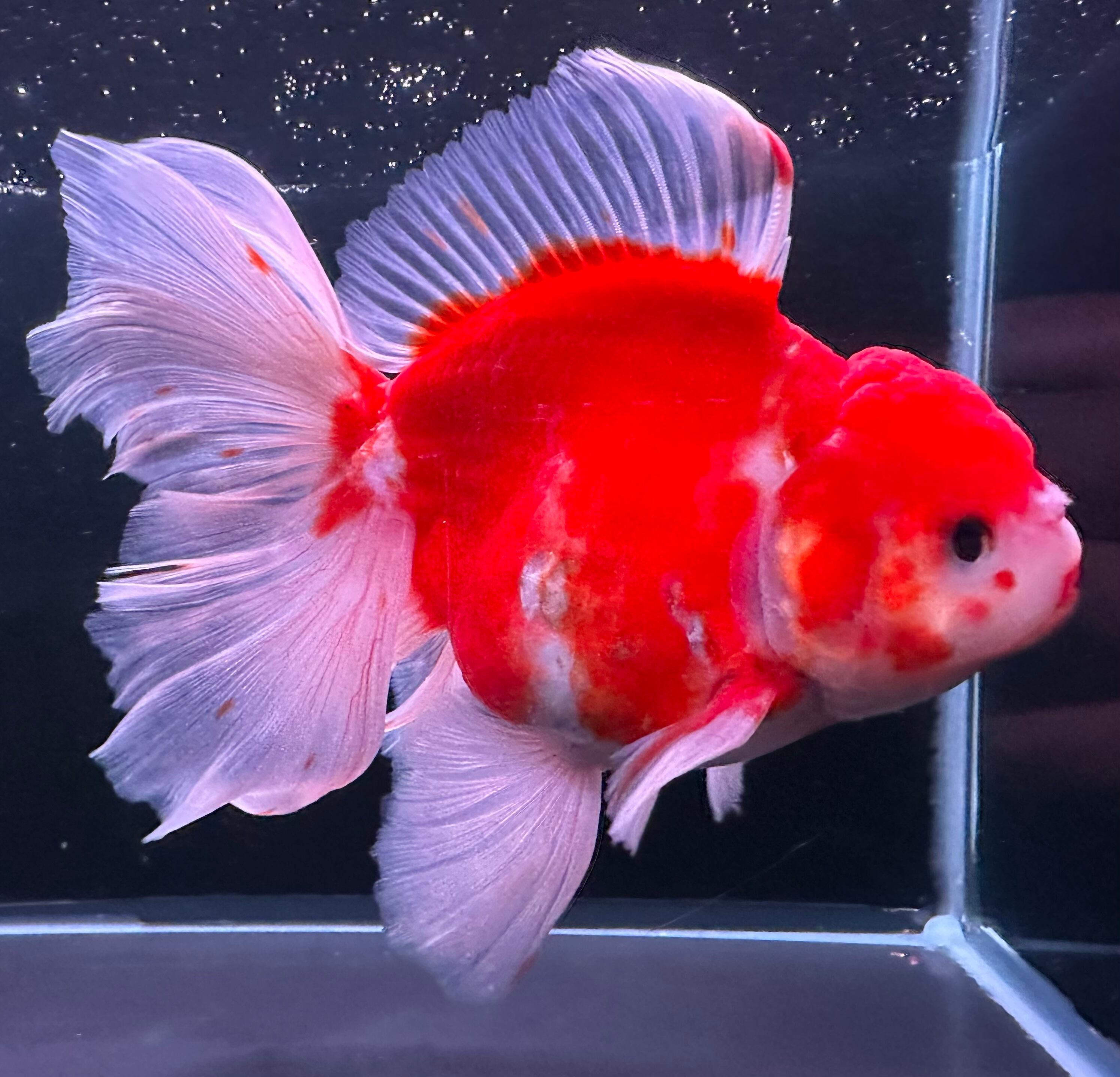 ー期間限定ー海外極上【黒らんちゅう】13㎝±