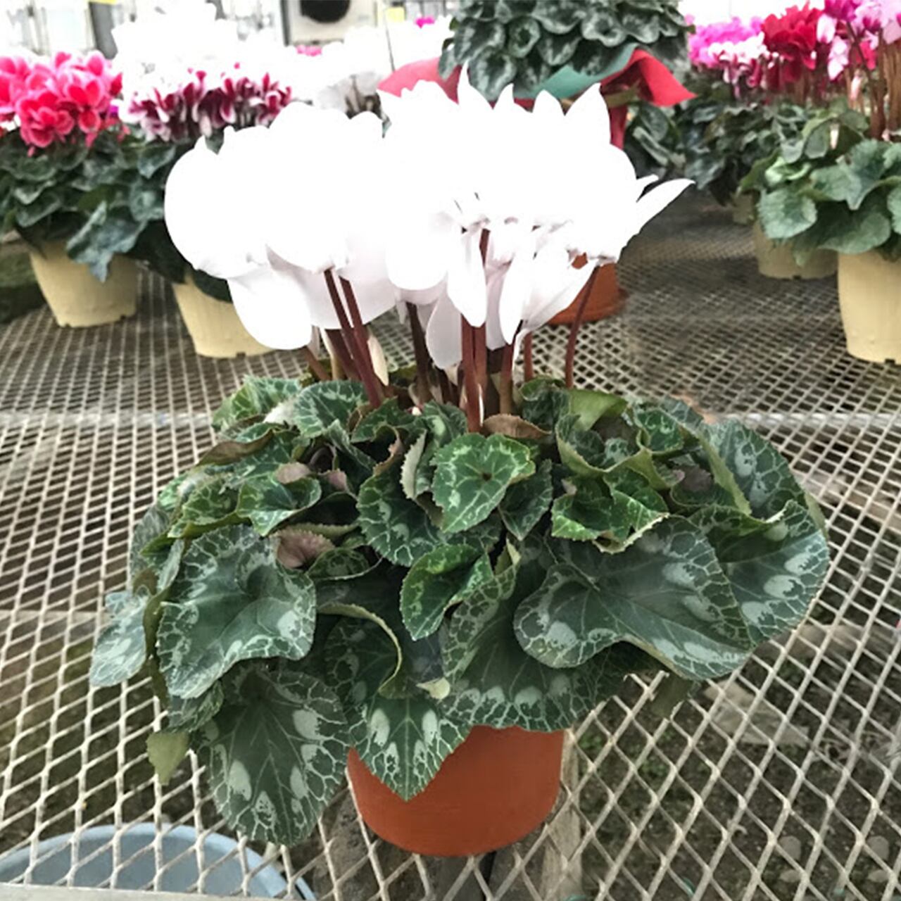 みずほ育ちのシクラメン 5号鉢 栗原園芸