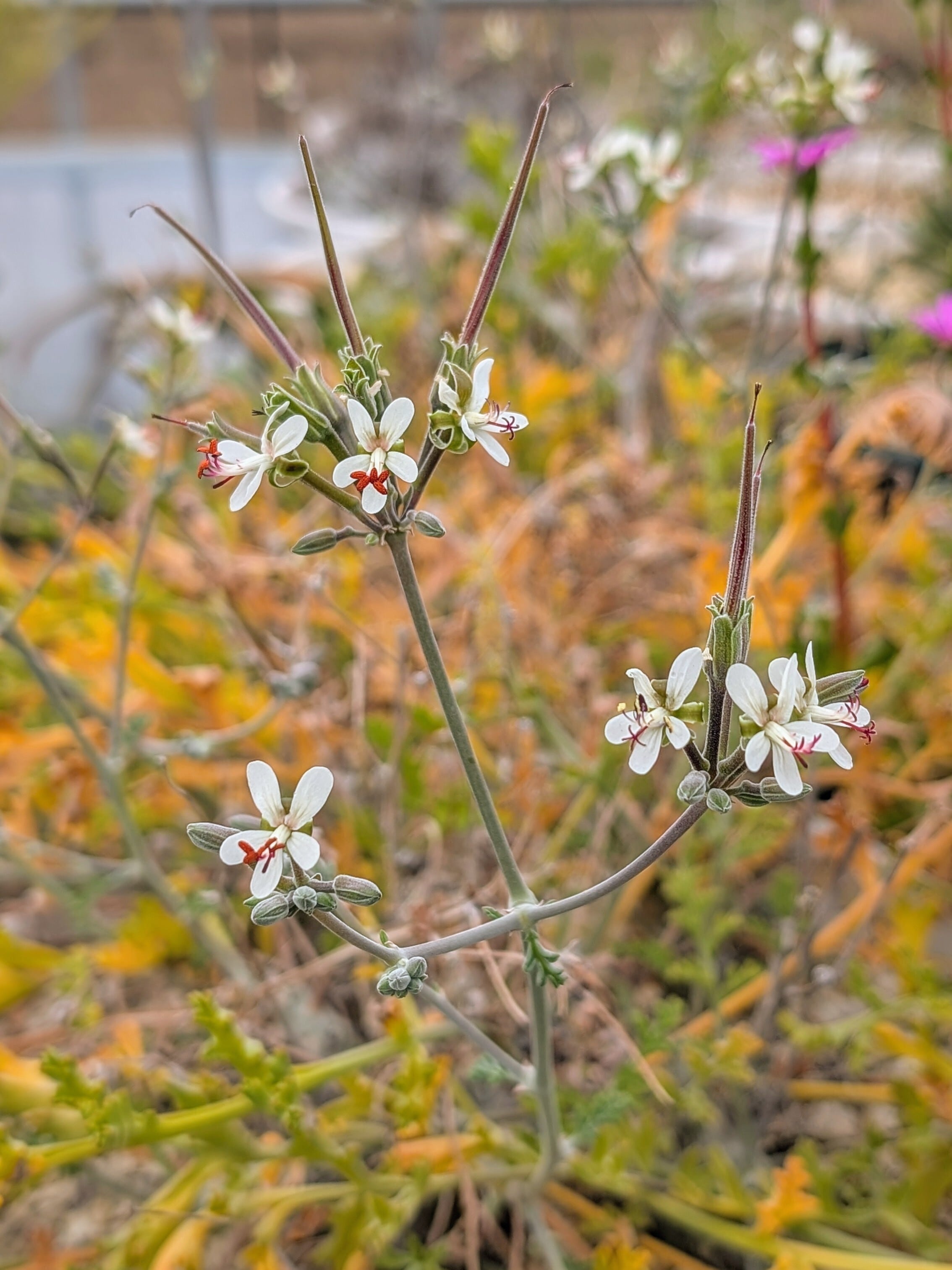 種子/10粒】Pelargonium parviflorum (JAA 2327)/ペラルゴニウム