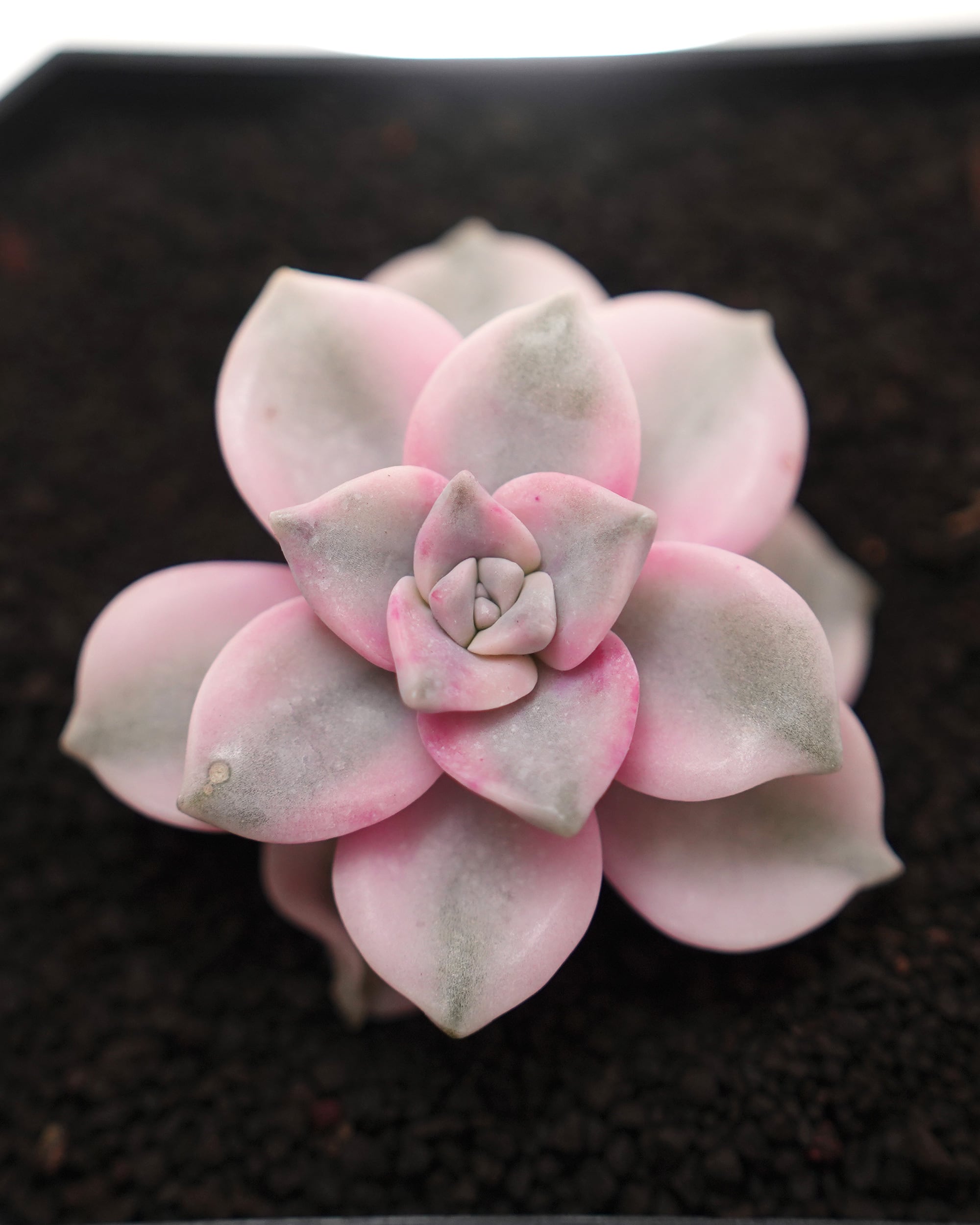 多肉植物　フローレンス錦　カット苗　極美斑、超美苗 カット苗 スノーホワイト錦（パープルディライト錦） Echeveria 'Snow