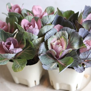 ハボタン萌花セッション　ショコラ　お正月　寄せ植え　縁起のいいもの　可愛いハボタン