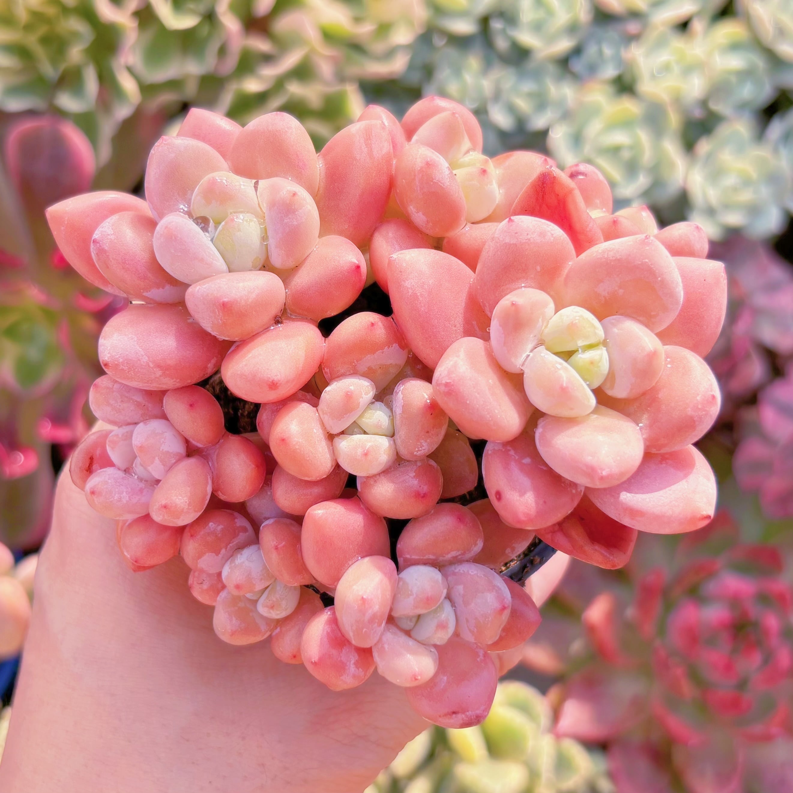 多肉植物　マカロン　群生　新入荷　るる農園