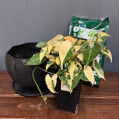 【秋の植え替えフェア対象】【セット】ファロピア　マルチフローラ