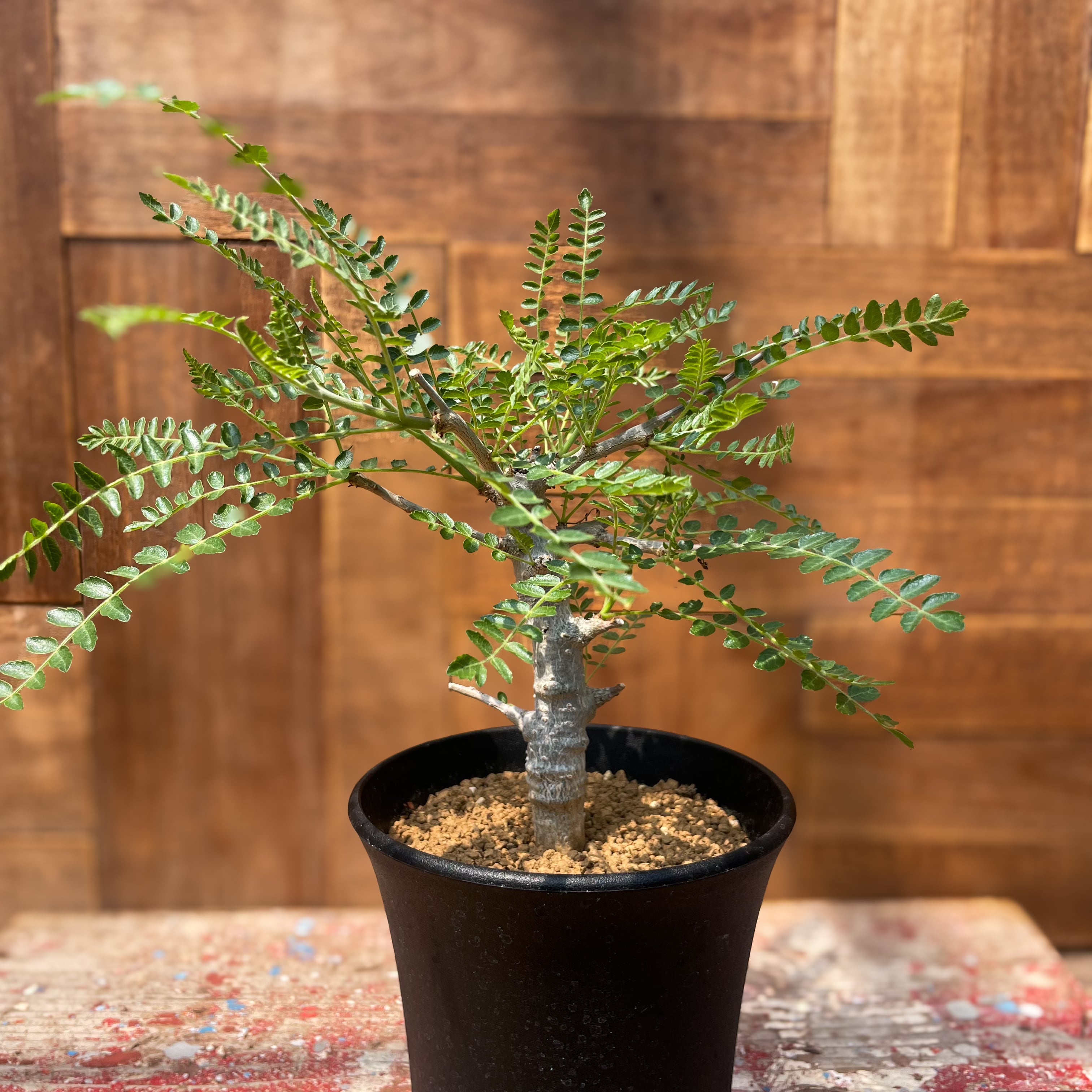 Boswellia neglecta【ボスウェリア・ネグレクタ】 | RIMO