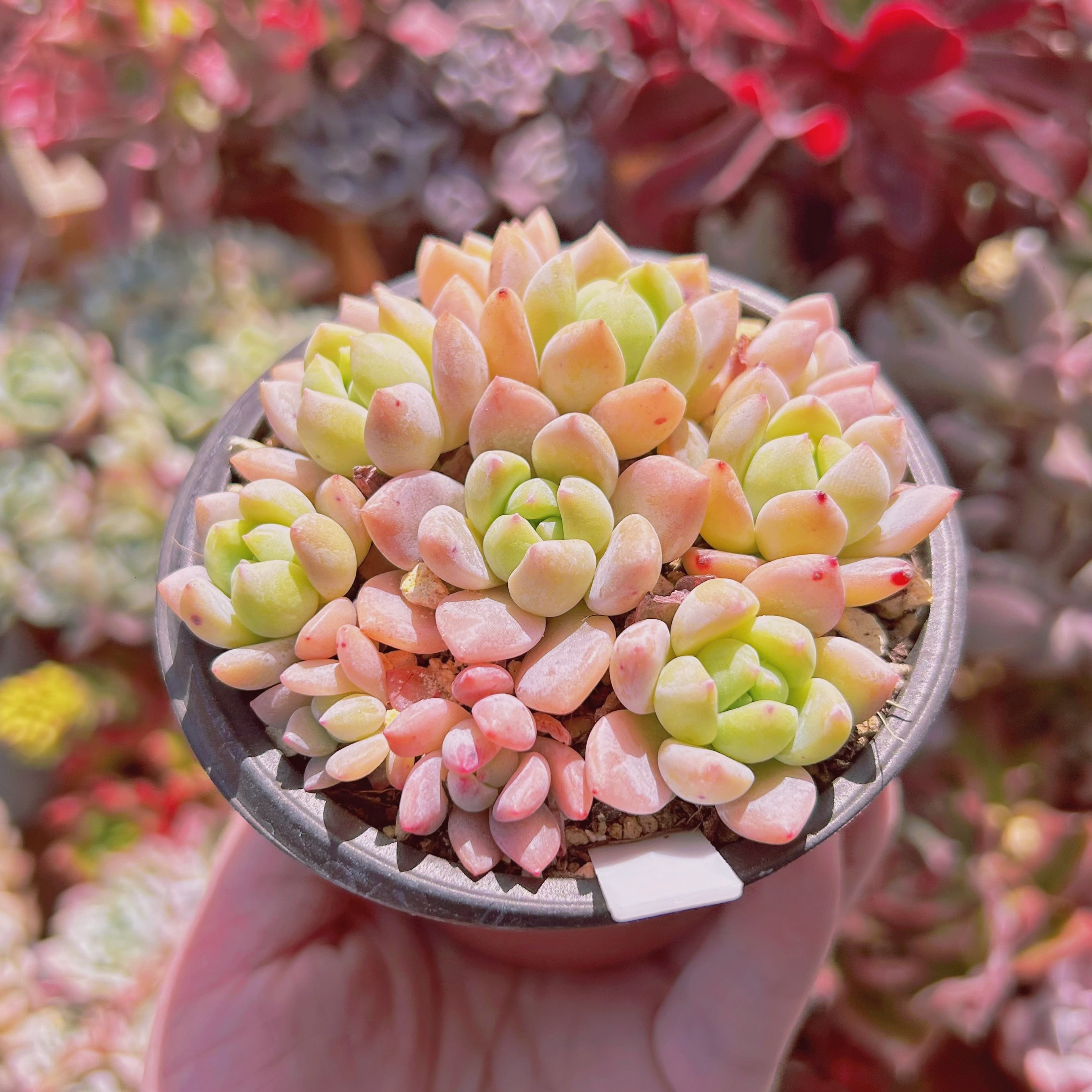 多肉植物写真集 美しい写真とともに、多肉植物を存分に堪能できる一冊。全体的に