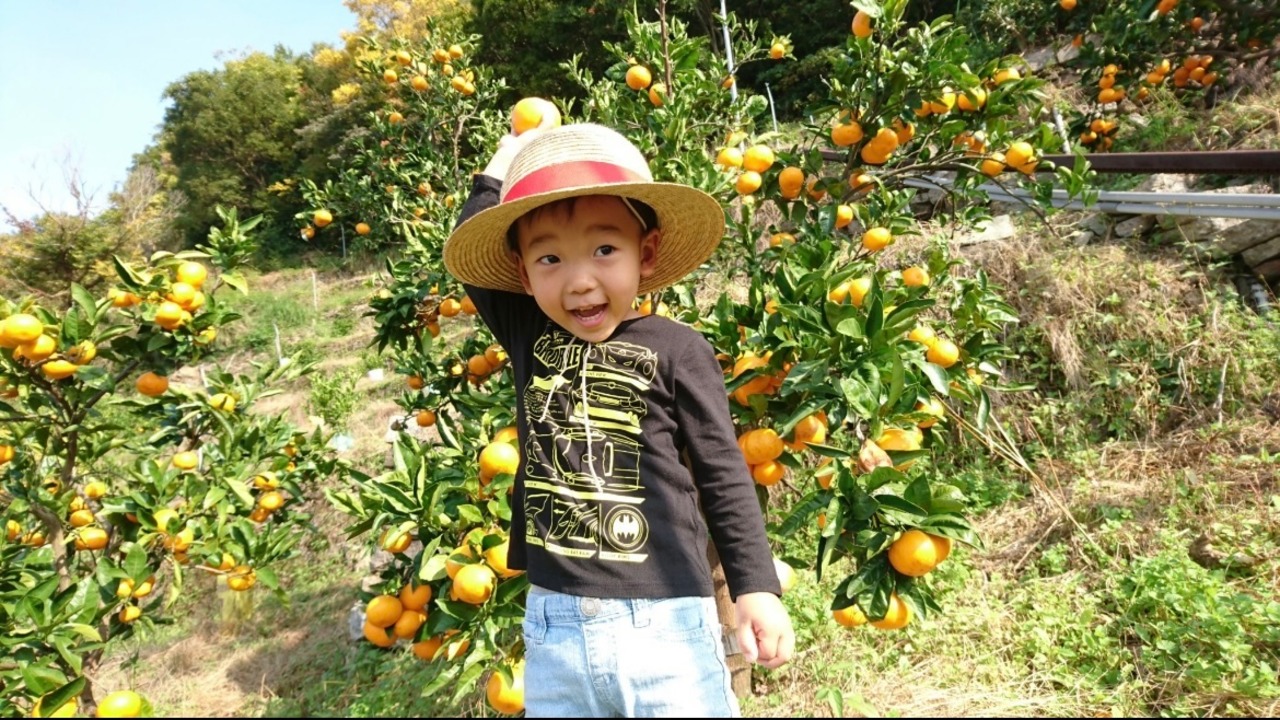 【3キロ】減農薬　特別栽培で育てたからだにやさしい　有田みかん　