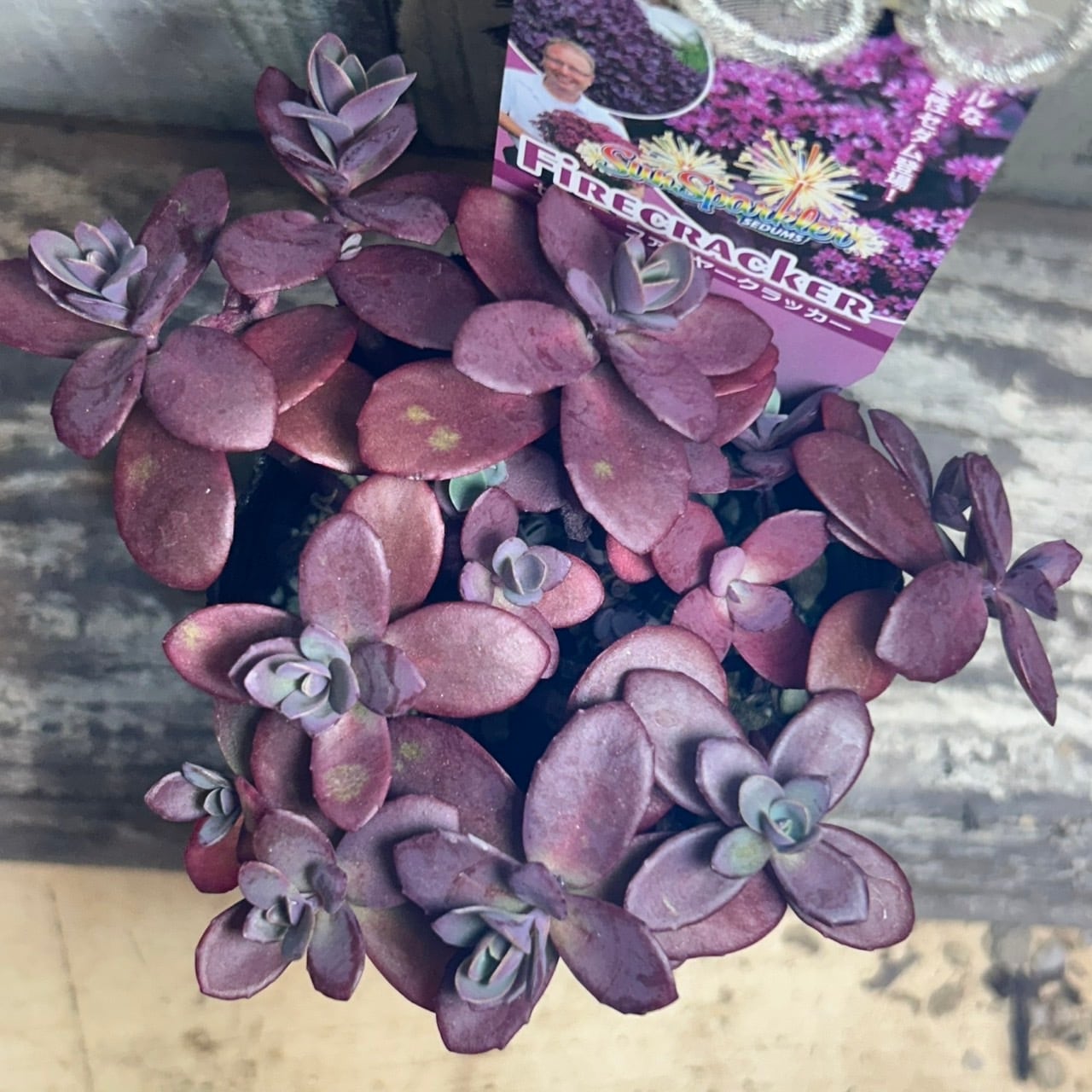 リセス ファイヤークラッカー ニッケル リセス「ファイヤークラッカー