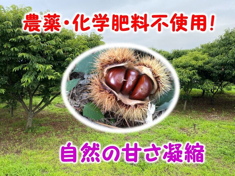 冷凍むき栗 750g（フリーザーパック250g×3個） | すみれファーム