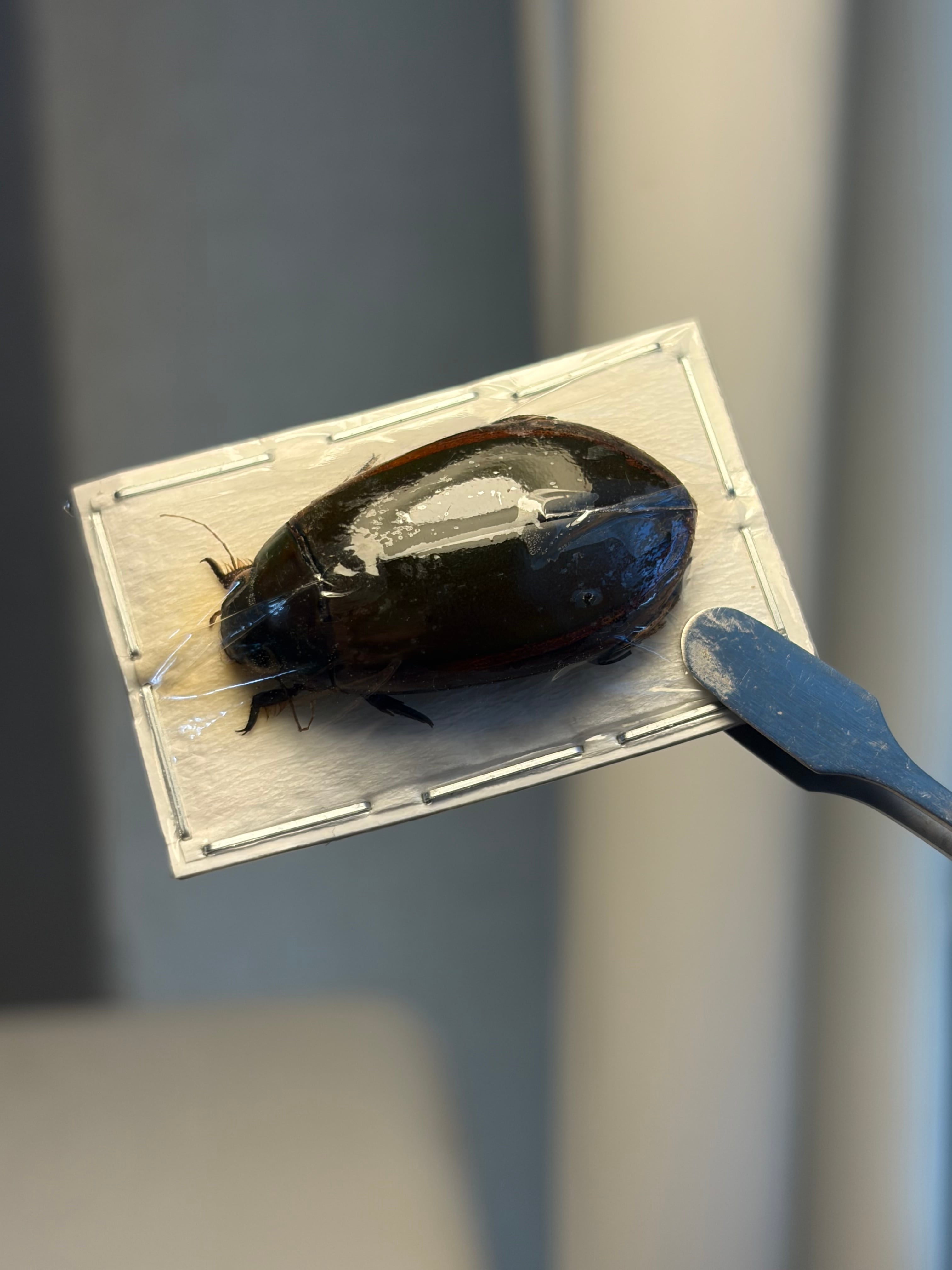 糞虫標本】タマオシコガネの一種 Pachysoma 糞虫フンコロガシ甲虫昆虫