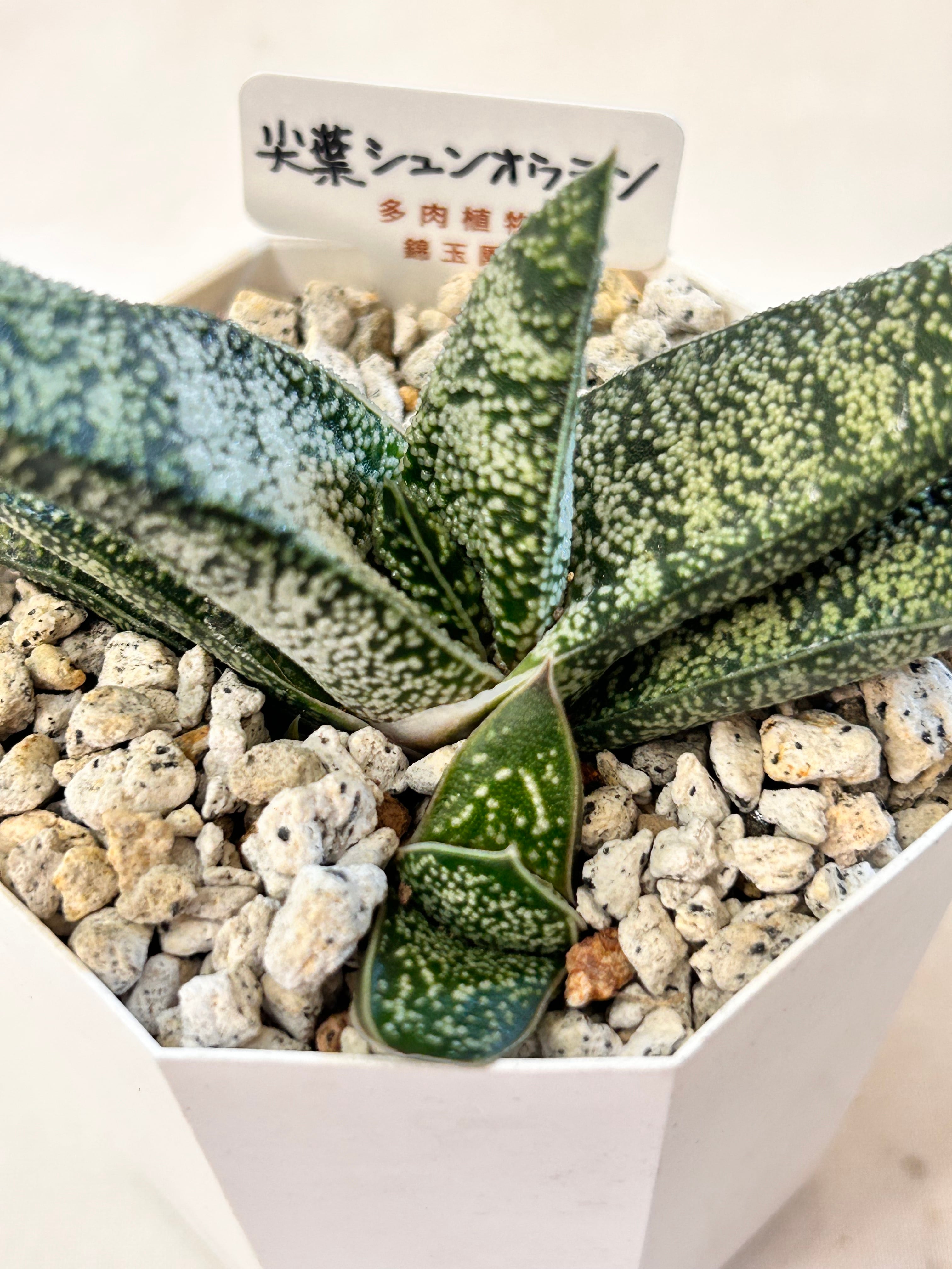 多肉植物 | GREEN JAM foliageplant