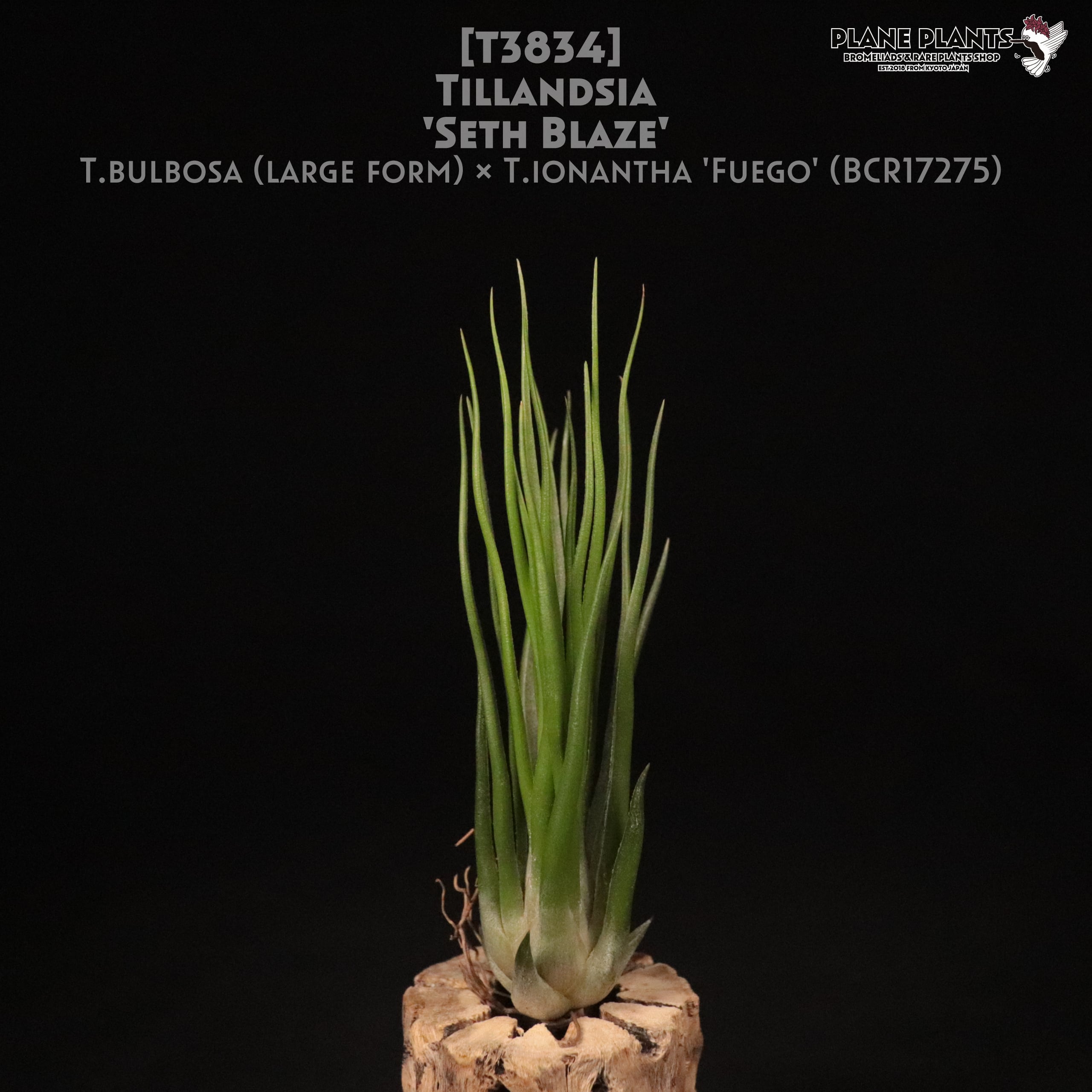 送料無料】'Seth Blaze'〔エアプランツ〕現品発送T3834 | plane plants