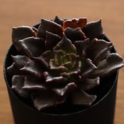 カット苗 ブラックマディバ Echeveria 'Super Bowl'
