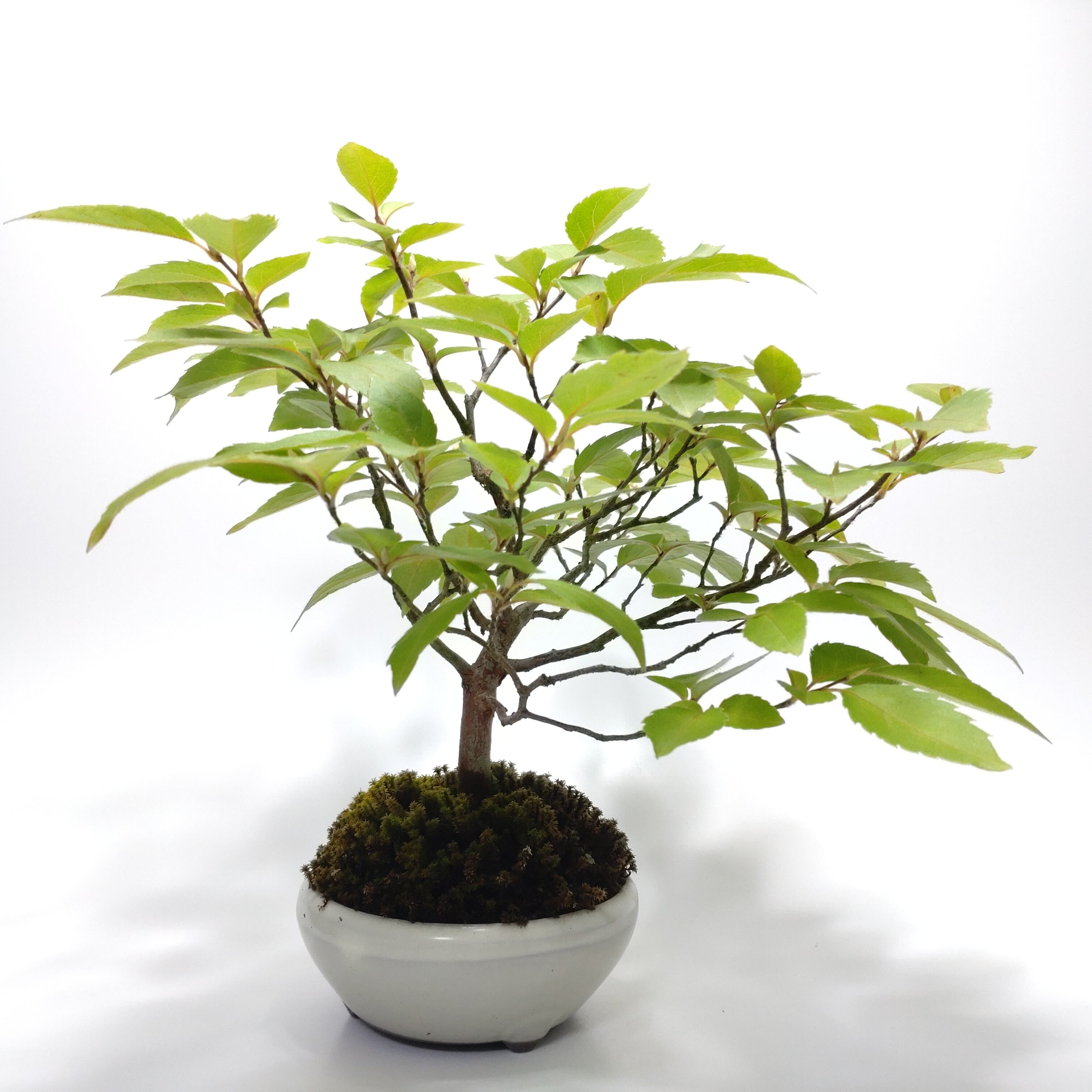 引き取り限定】盆栽 ヒメシャラ? 姫沙羅? 観葉植物 庭 木