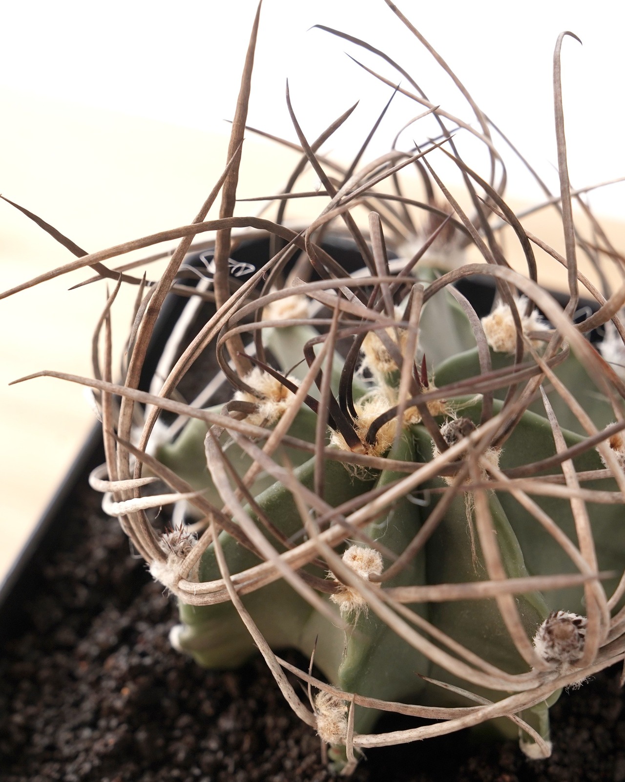 一部発根済カット苗 水牛大鳳玉 M Astrophytum capricorne var.crassispinum 'Suigyu'