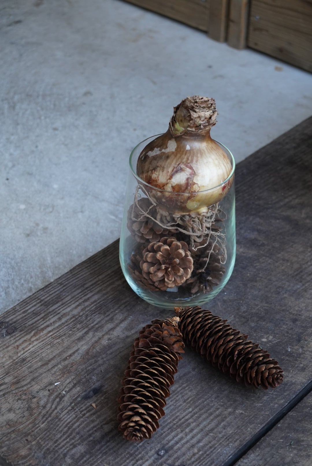 【 球根 】マジックアマリリス *レモンスター*