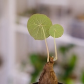 Stephania kaweesakii / ステファニア カウィーサキー㊲/ 観葉植物