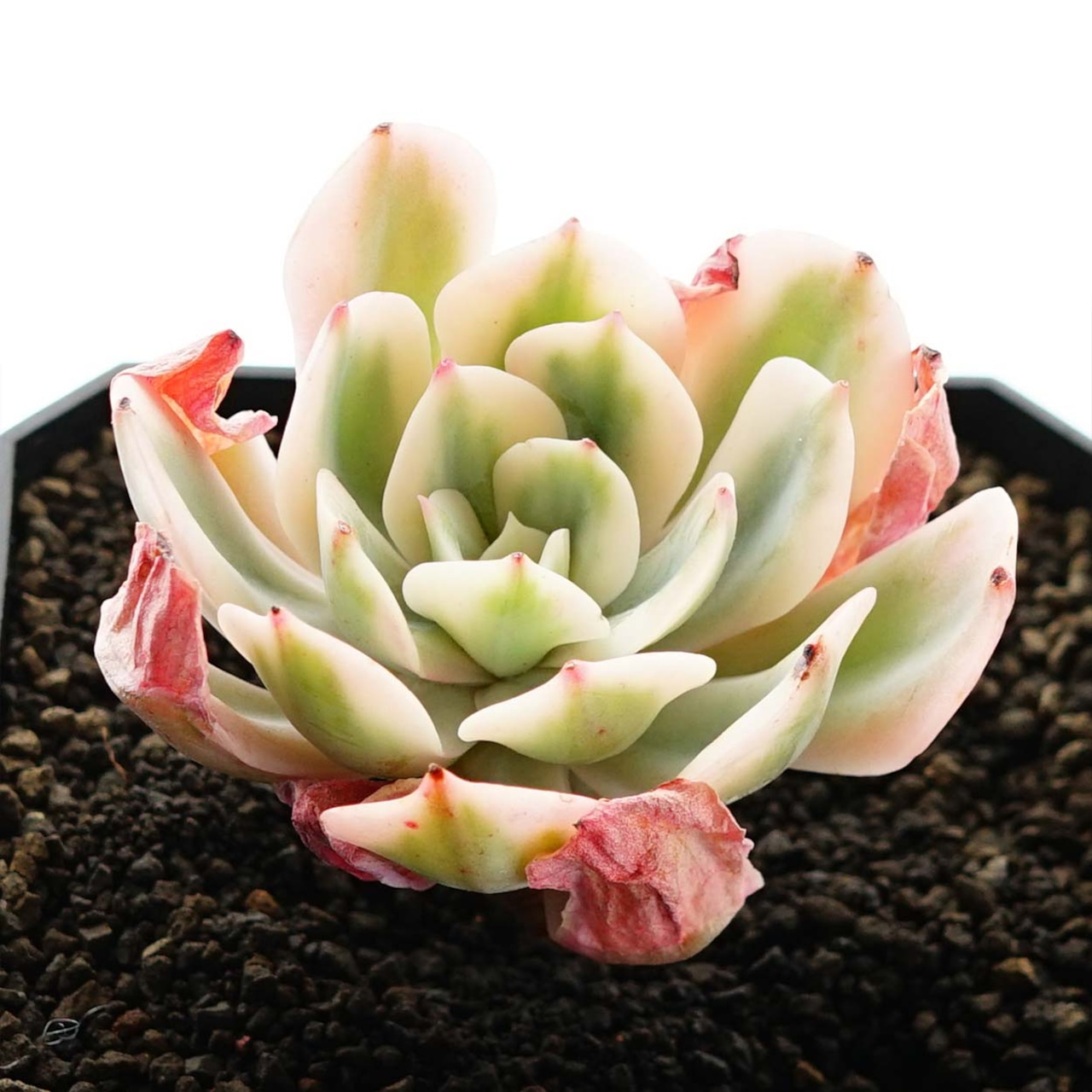 カット苗 七福美尼錦 Echeveria 'Shichifuku-bini Variegated'