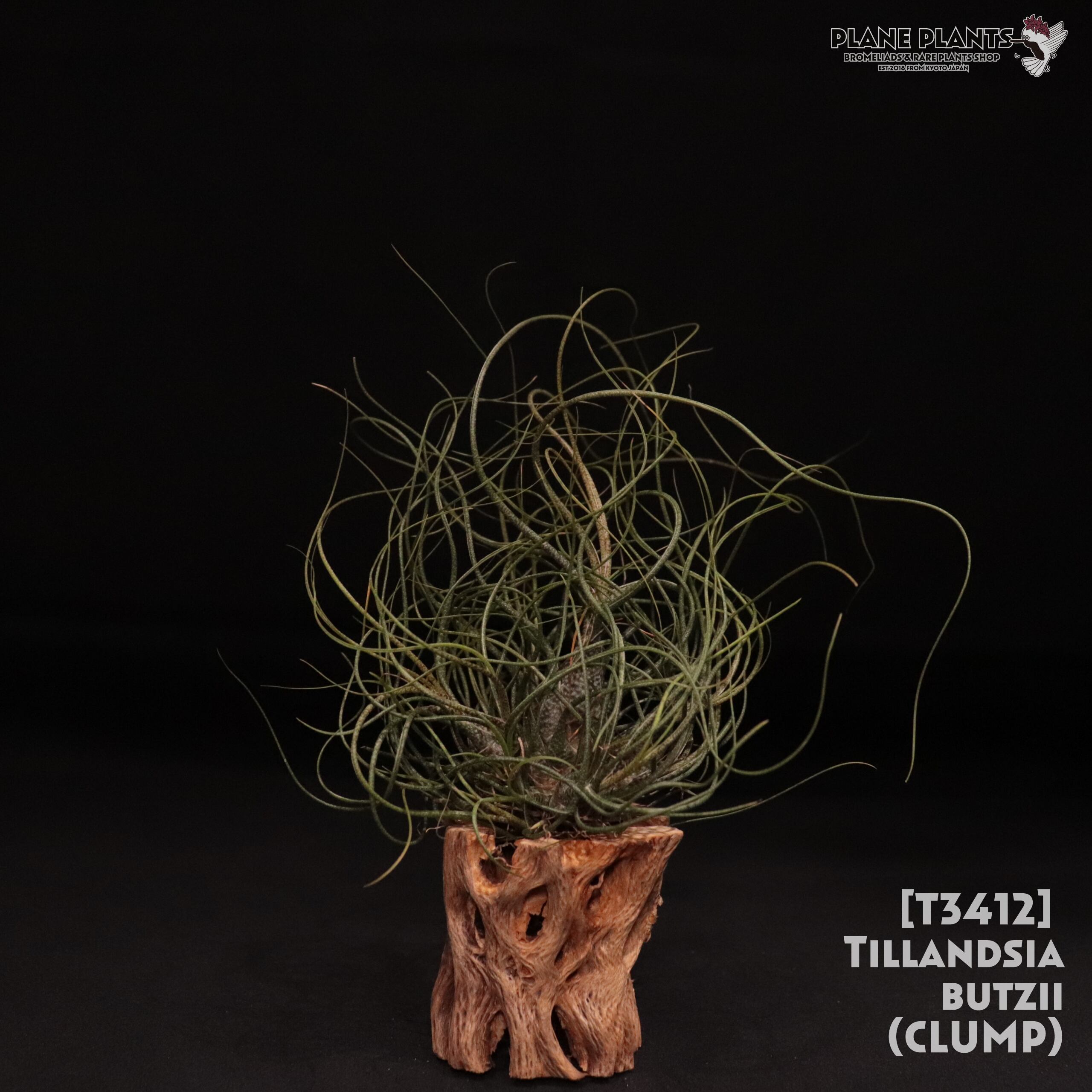 【送料無料】butzii clump 〔エアプランツ〕現品発送T3412