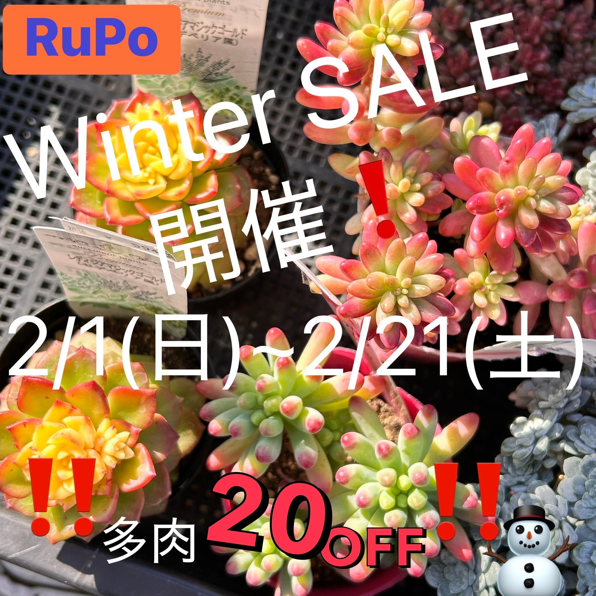 ベンバディス | RuPo 多肉植物専門店