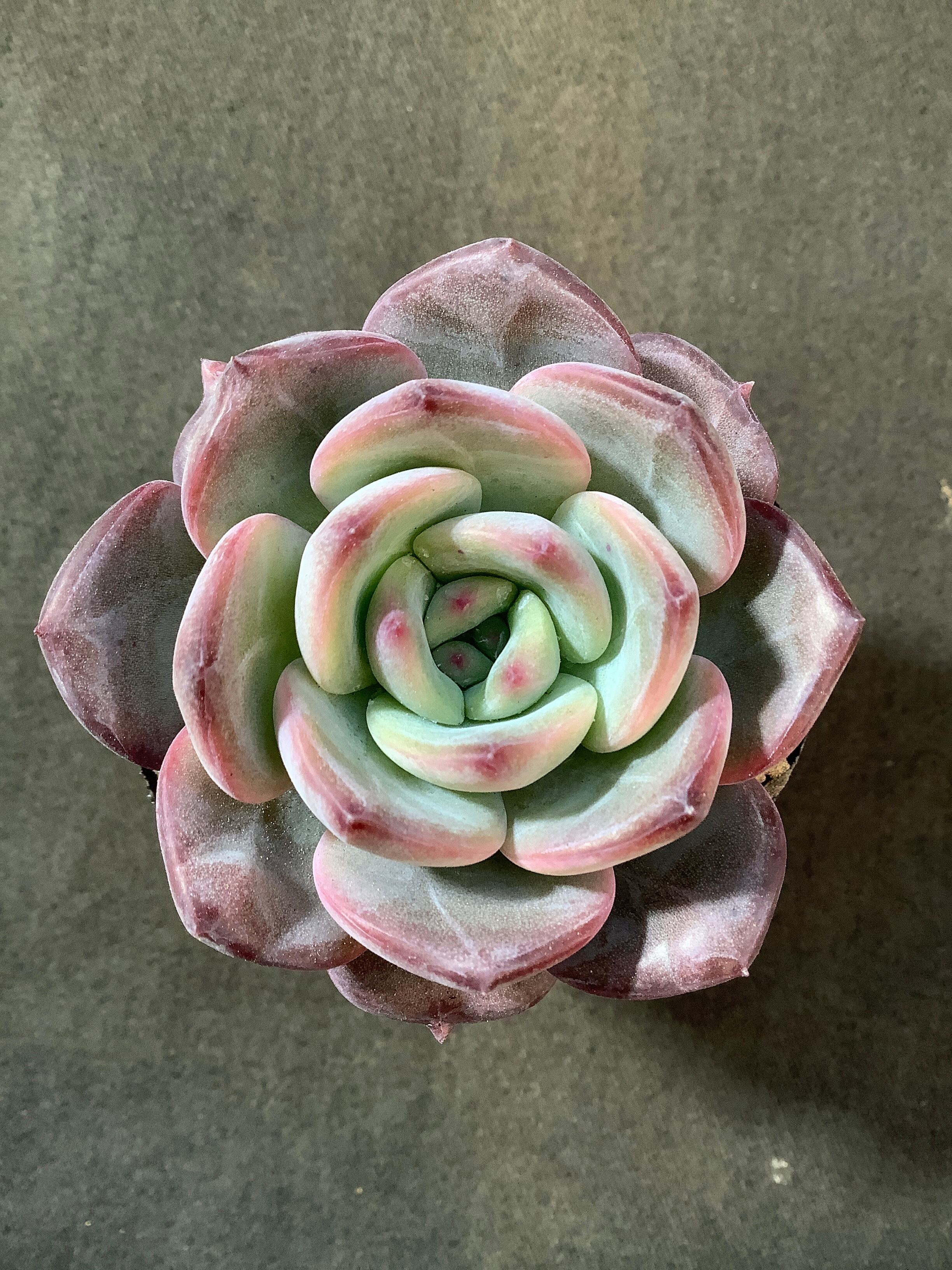 多肉アンさん苗✨リリス✕ラウイ❤️ 多肉アンさん苗✨リリス✕ラウイ❤️