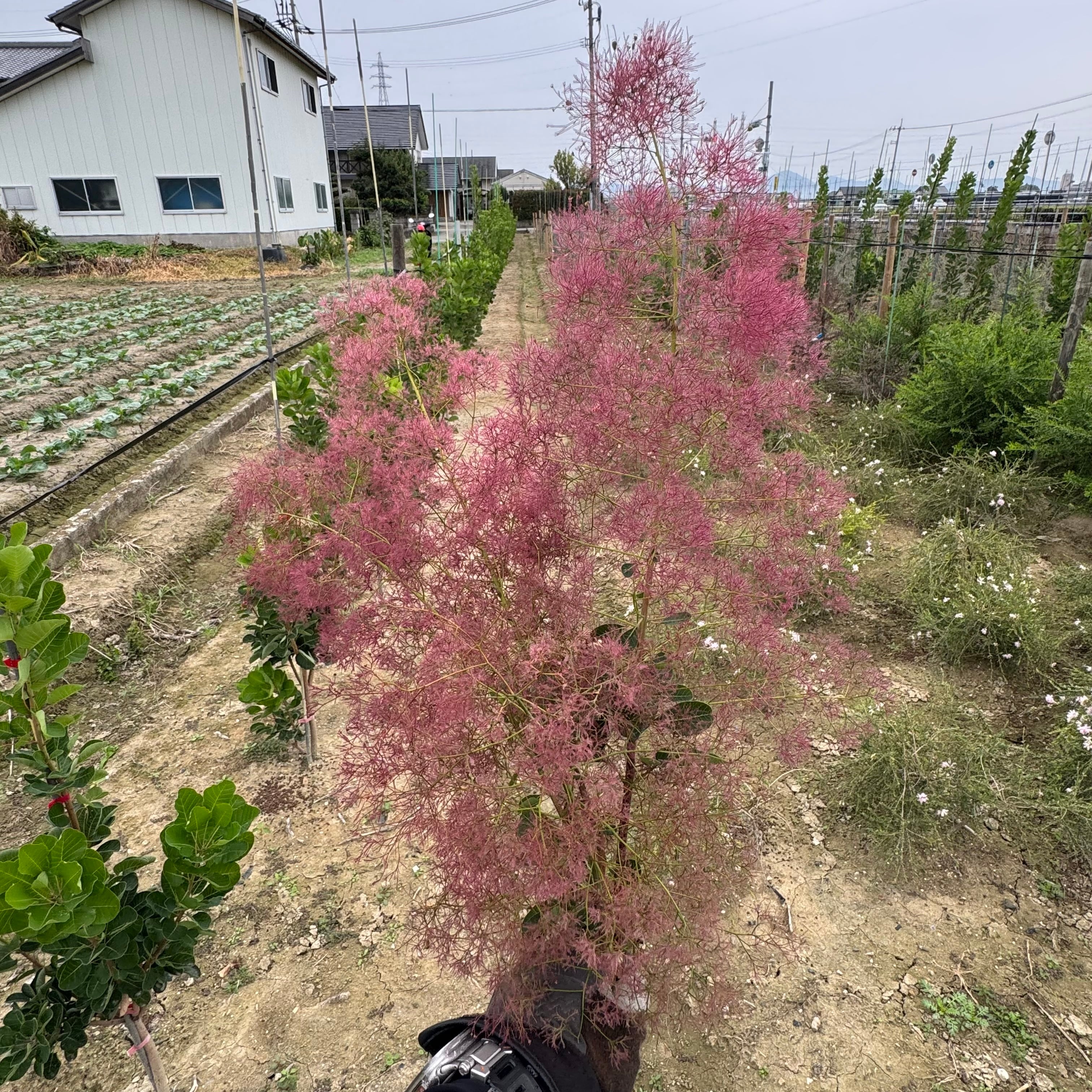 スモークツリー出荷中！ 2024年産スモークツリーの新苗の販売を2024年10月17日