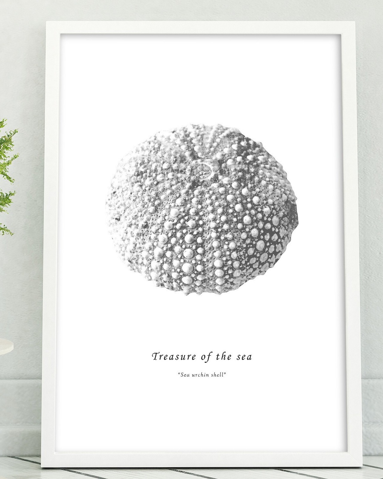 アートポスター / Sea urchin shell mono　eb077